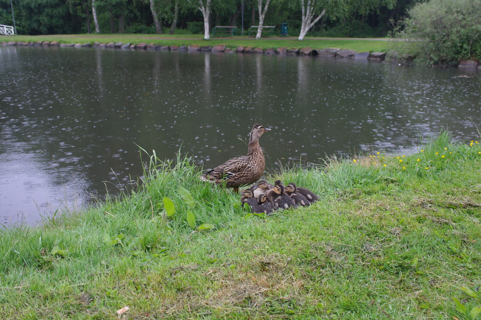 Samsung NX11 sample photo. Ducks, nest, wild, duck photography