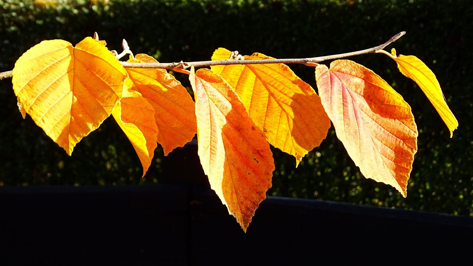 Sony Cyber-shot DSC-HX400V sample photo. Autumn, discoloration, leaves photography
