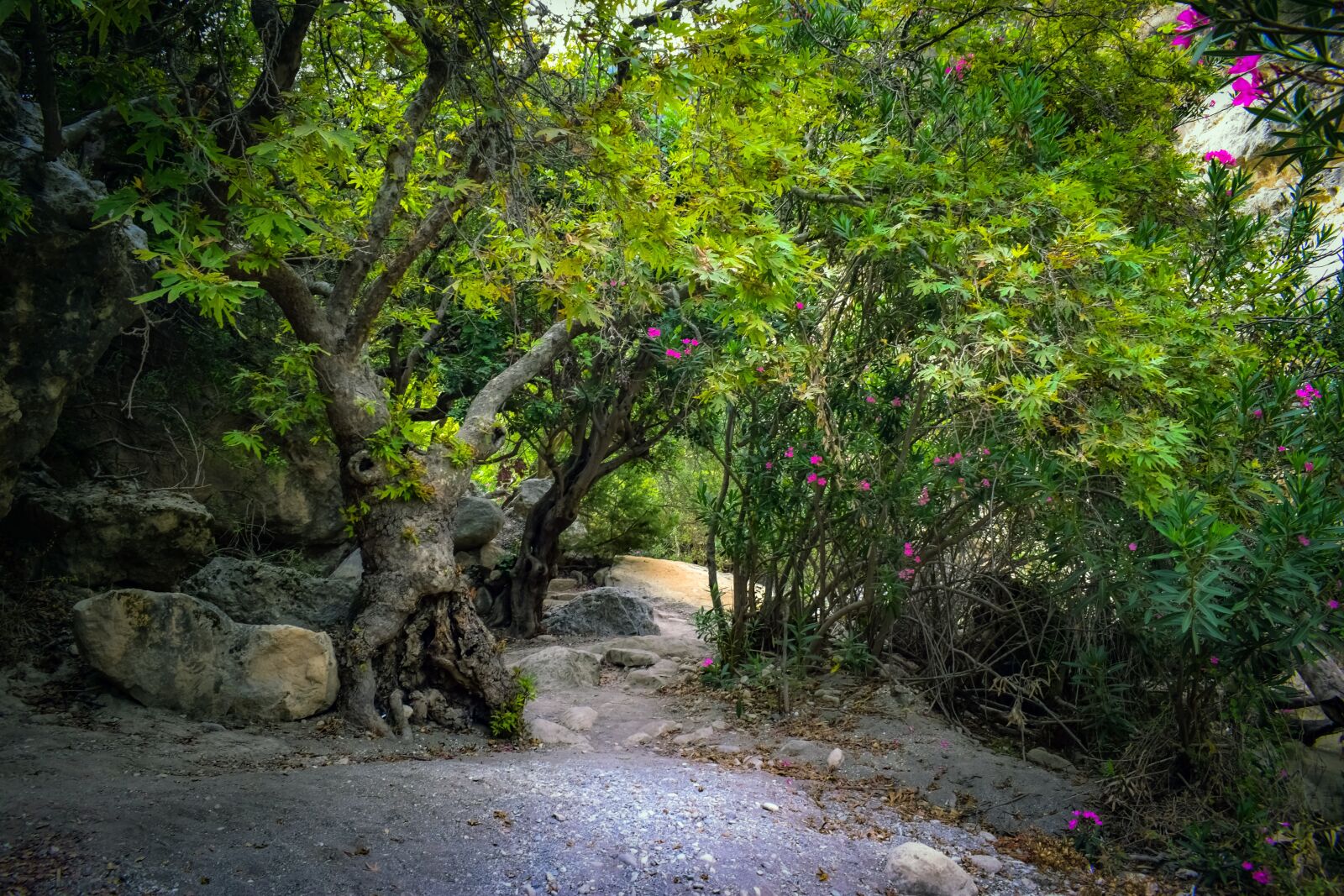Nikon D3300 sample photo. Cyprus, akamas, national park photography