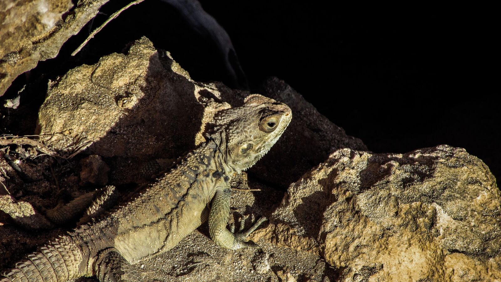 Canon PowerShot SX400 IS sample photo. Cyprus, lizard, kurkutas photography