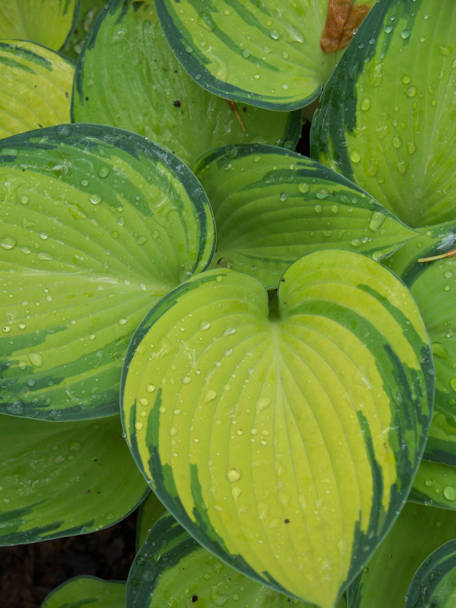 Kodak EASYSHARE Z1485 IS DIGITAL CAMERA sample photo. Plant, flora, garden photography