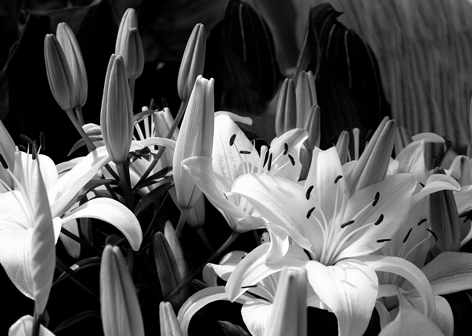 Canon EOS 20D sample photo. Lilies, white, flowers photography