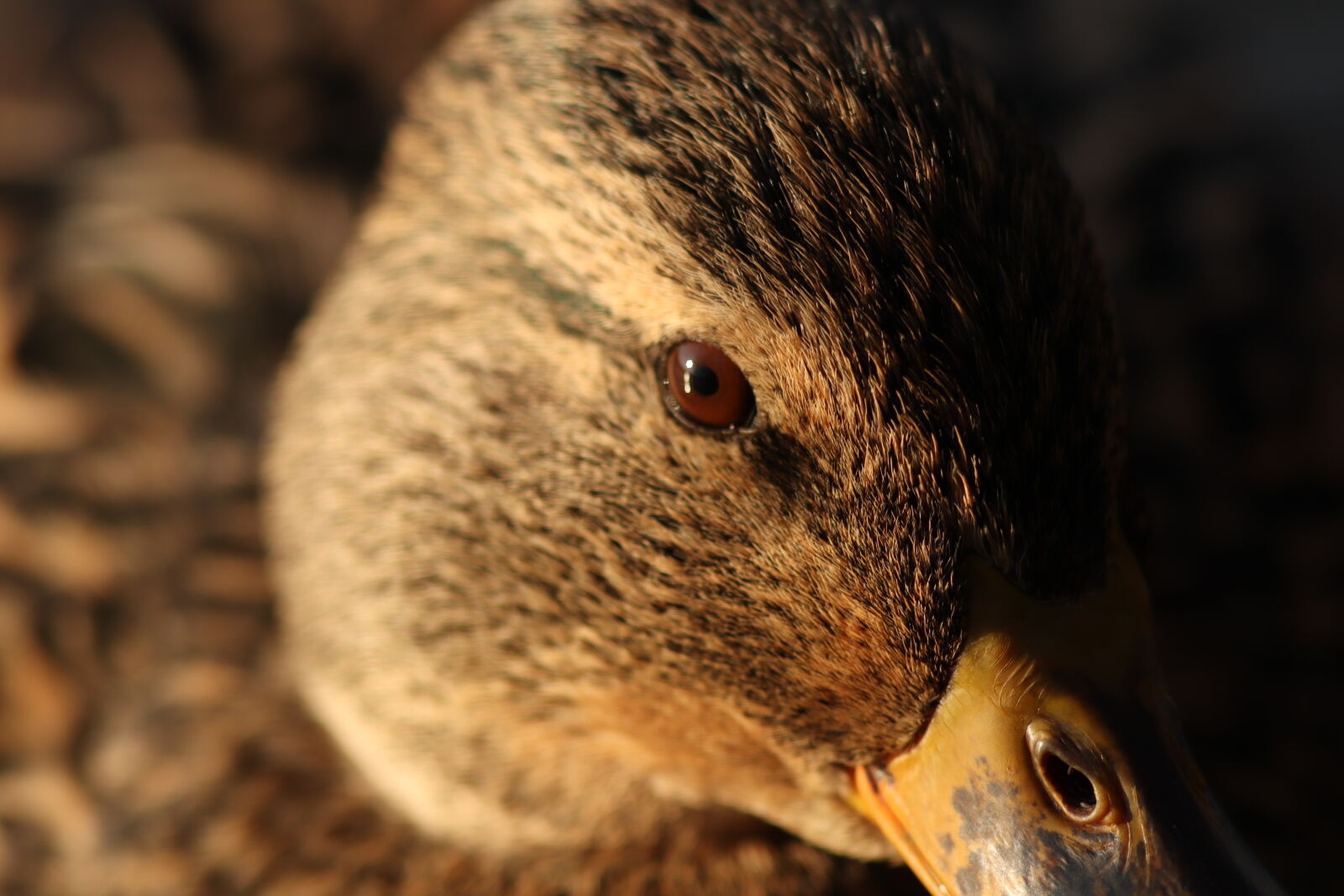 Canon EF 300mm F4L IS USM sample photo