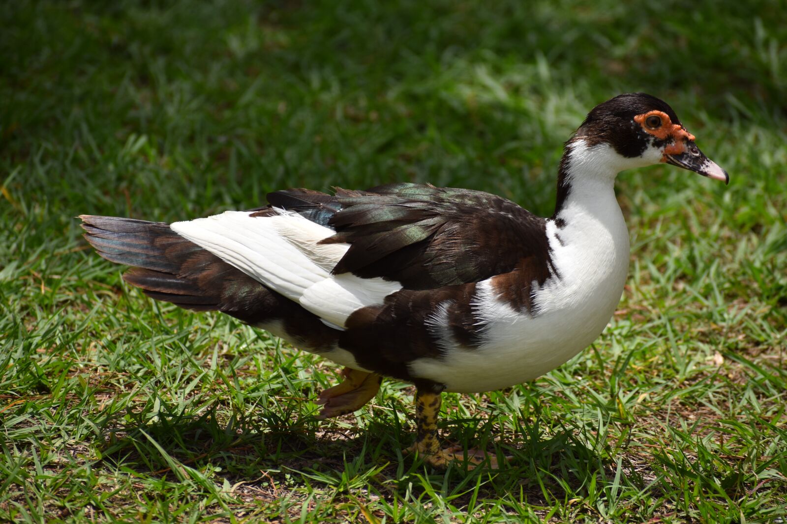 Nikon D3500 sample photo. Duck, portrait, nature photography