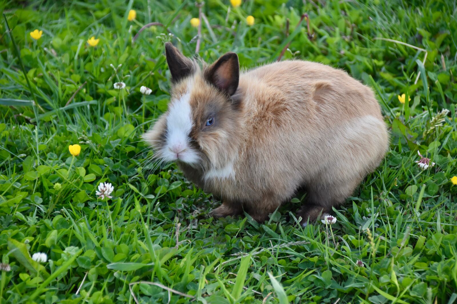 Nikon D5600 sample photo. Rabbit, rabbit blue eyes photography