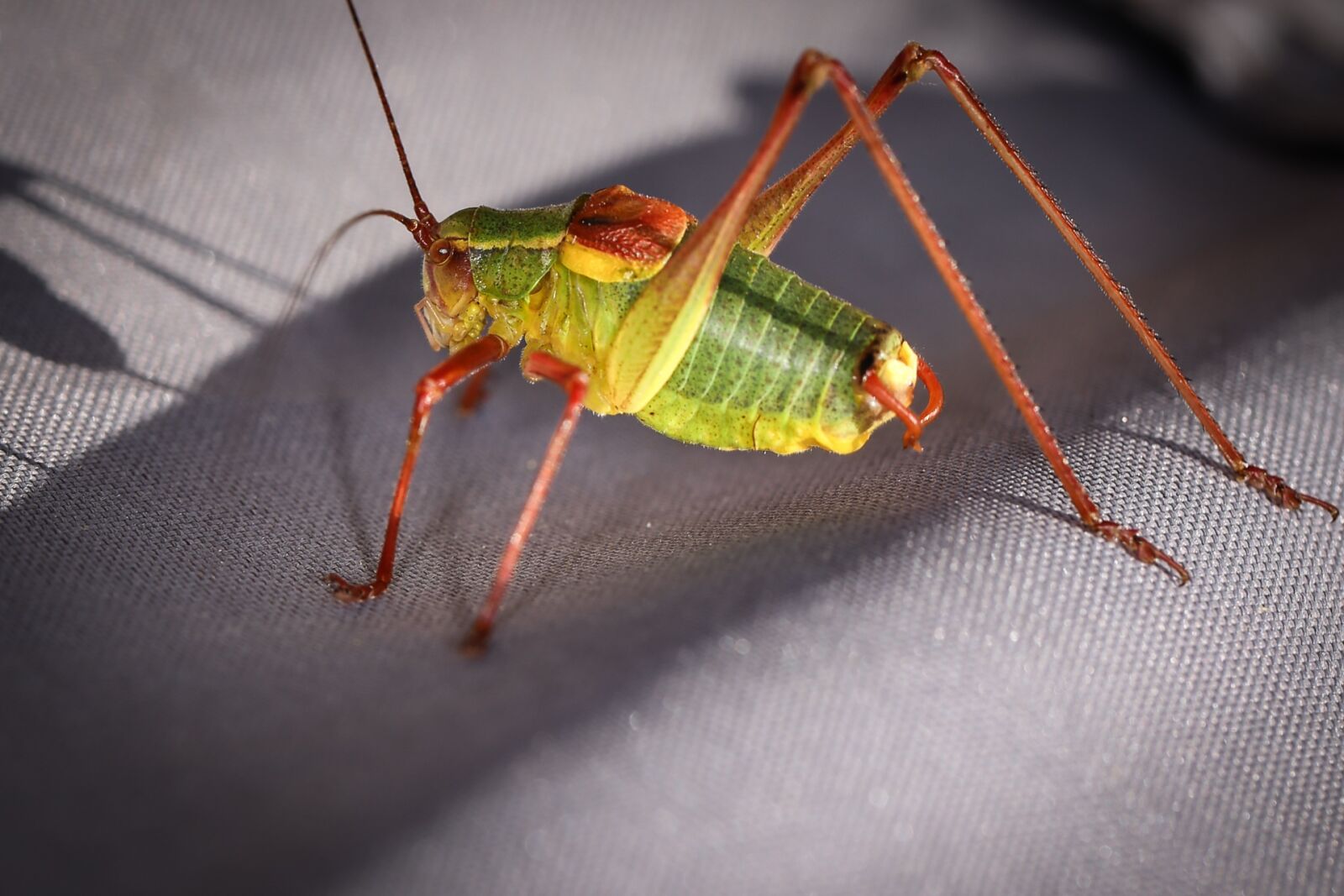Canon EF 100mm F2.8L Macro IS USM sample photo. Animals, grasshoppers, insect photography