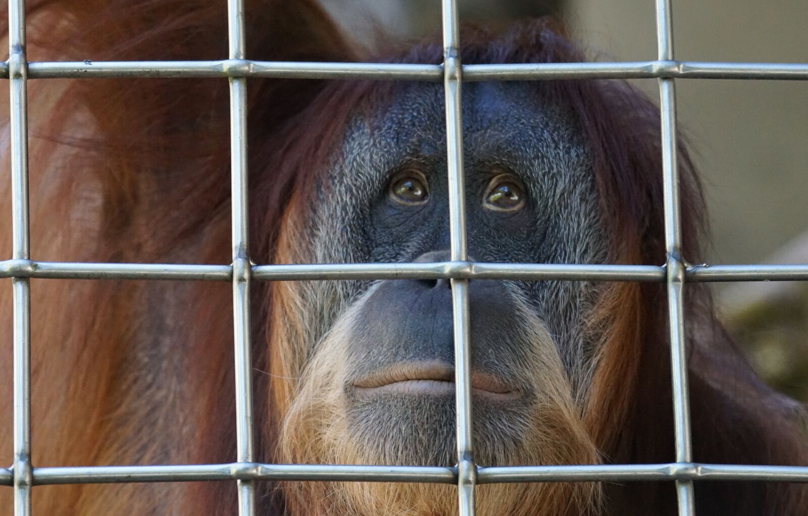 Sony ILCA-77M2 + Sony 70-400mm F4-5.6 G SSM sample photo. Orang utan, ape, primate photography