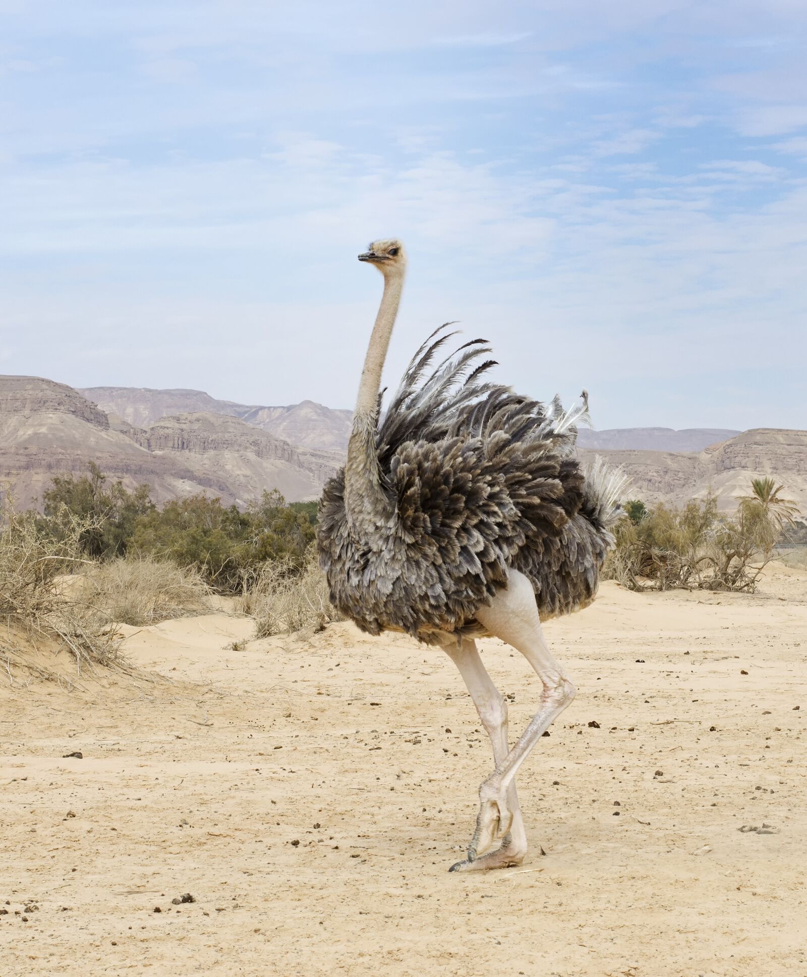 Nikon D5100 sample photo. Ostrich, desert, feathers ruffled photography