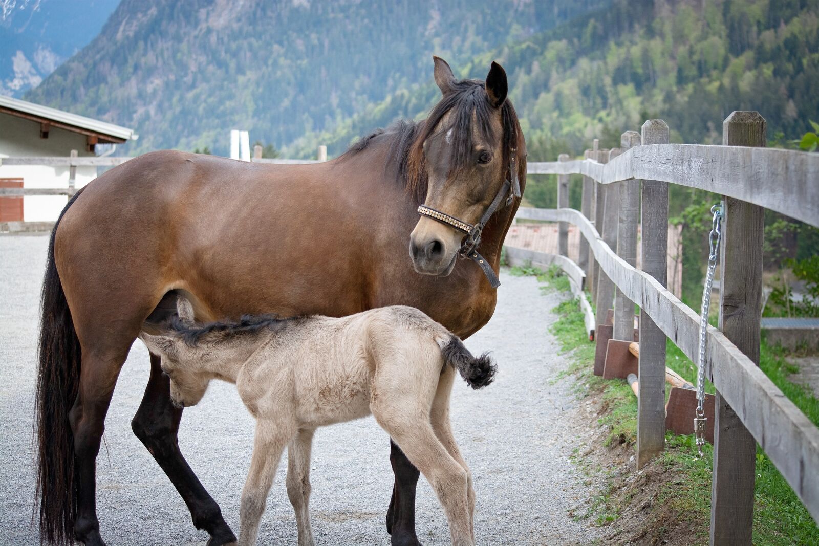 Nikon D7100 sample photo. Mare, foal, horse photography