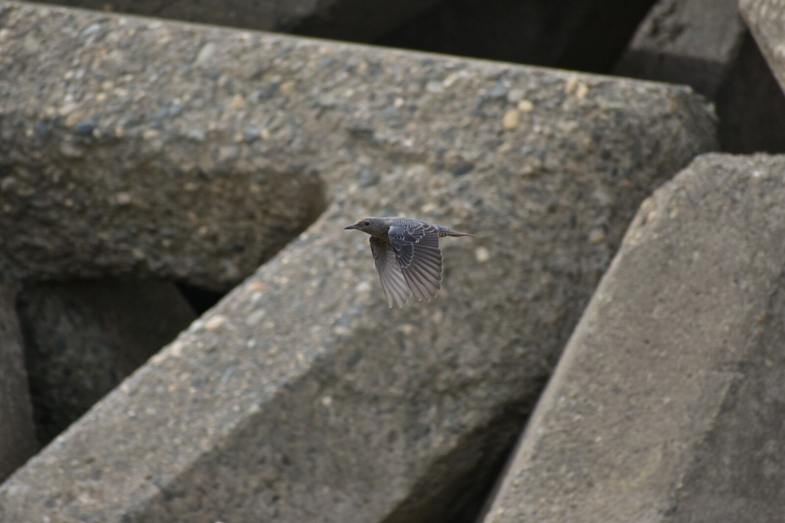 Nikon D7200 sample photo. Animal, beach, bird photography