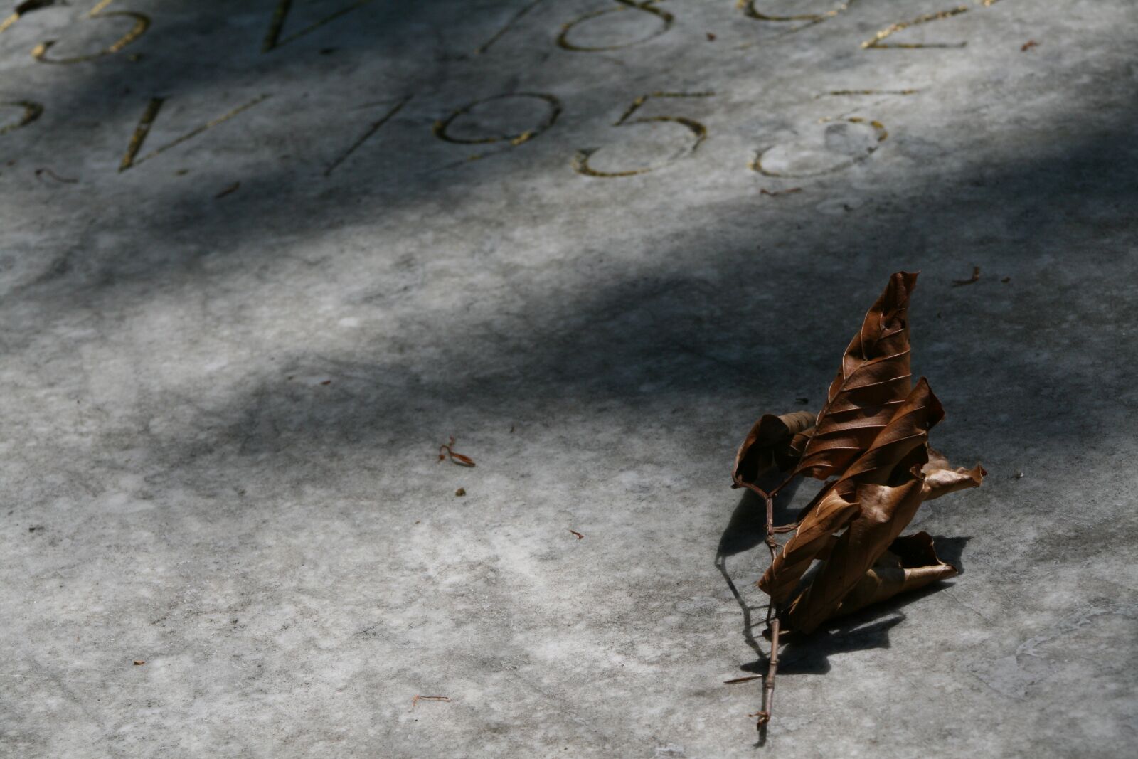Canon EOS 400D (EOS Digital Rebel XTi / EOS Kiss Digital X) sample photo. Dead, farewell, death photography