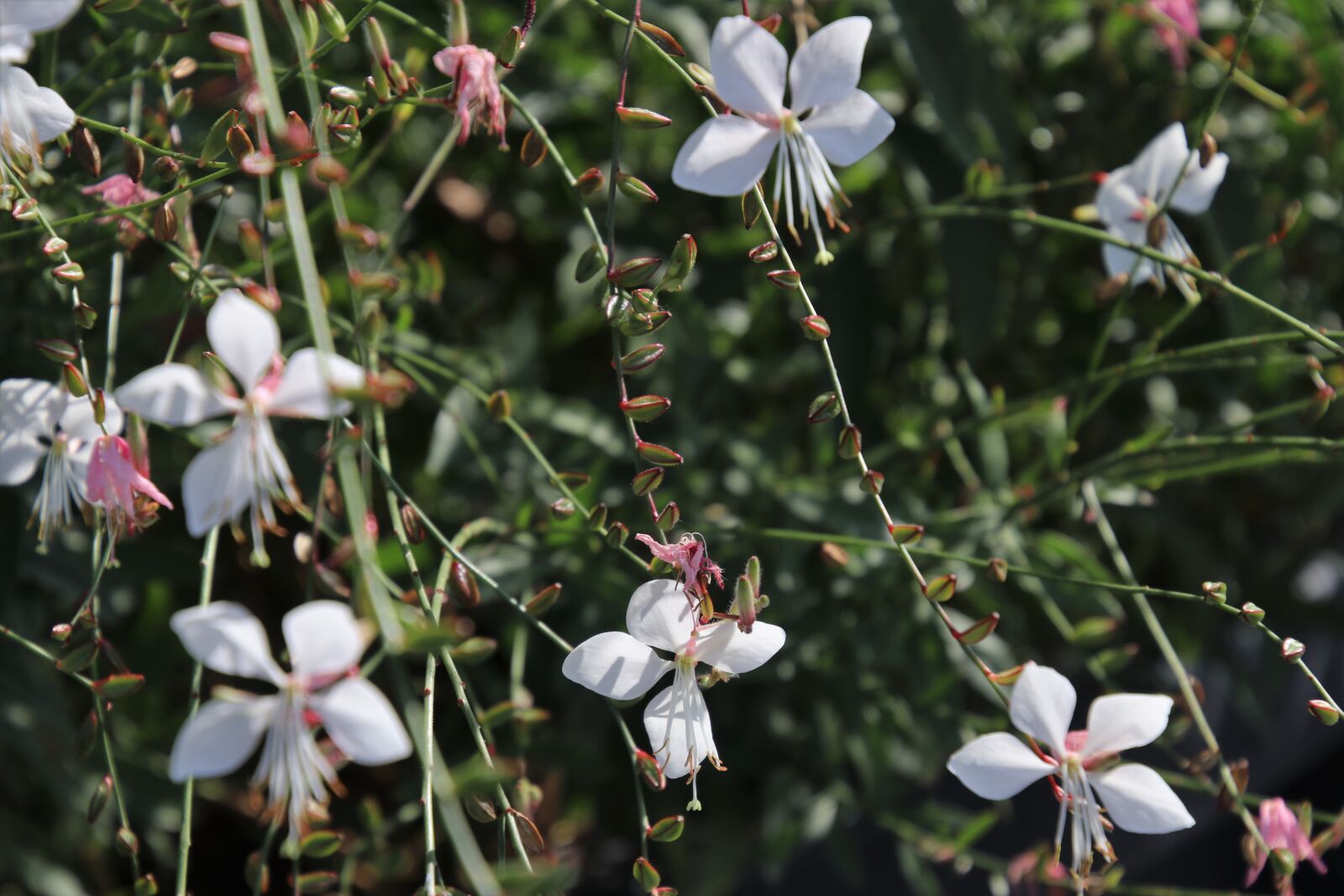 Canon EOS 80D sample photo. Delicate, flowers, plants photography