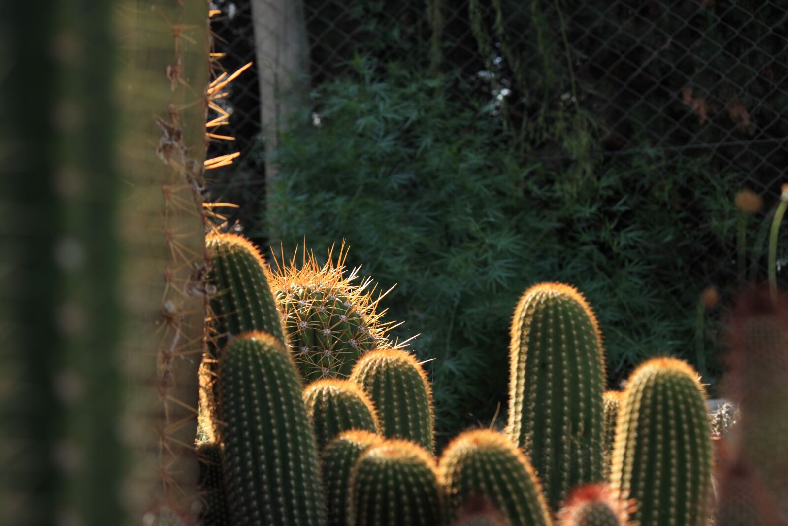 Canon EOS 500D (EOS Rebel T1i / EOS Kiss X3) sample photo. Cactus, thorns, desert photography