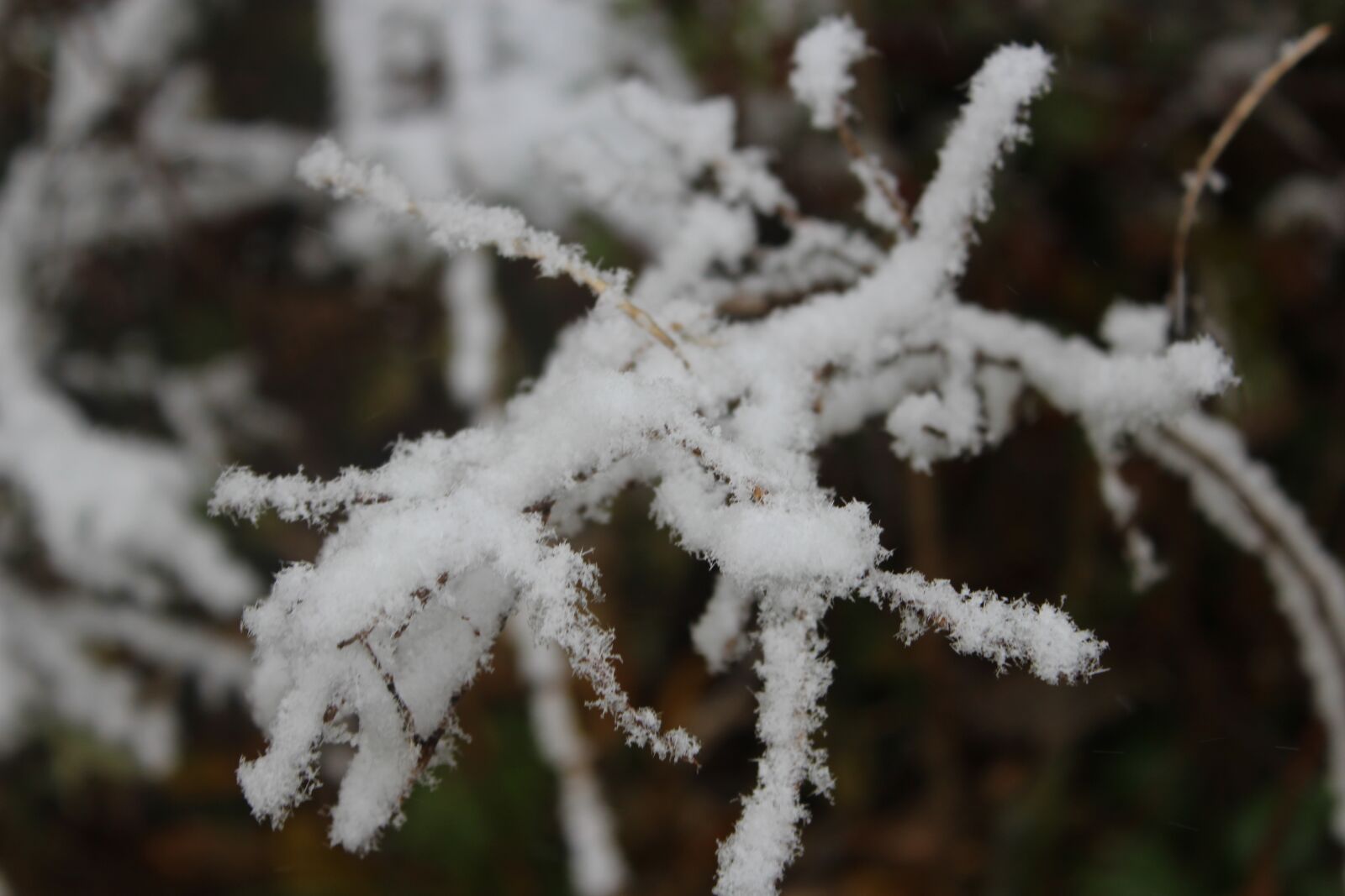 Canon EOS 1200D (EOS Rebel T5 / EOS Kiss X70 / EOS Hi) sample photo. Snow, nature, outside photography