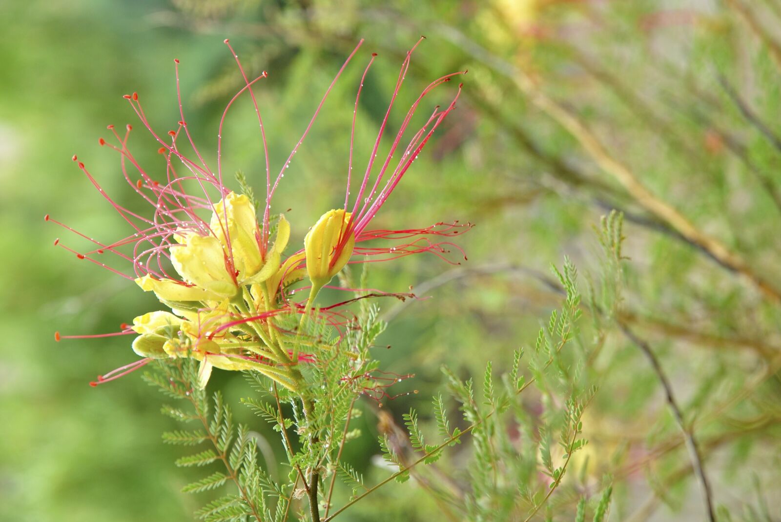 Nikon D3000 sample photo. Flower, spring, flora photography