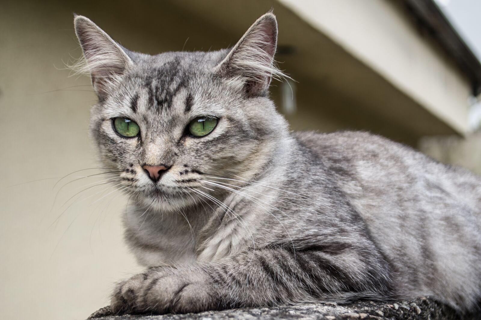 Nikon D3100 sample photo. Cat, kitty, feline photography
