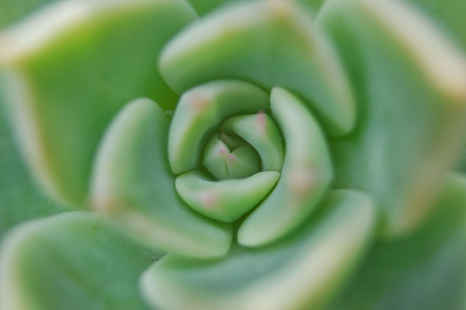 Nikon D3200 sample photo. Costa rica, succulent, garden photography