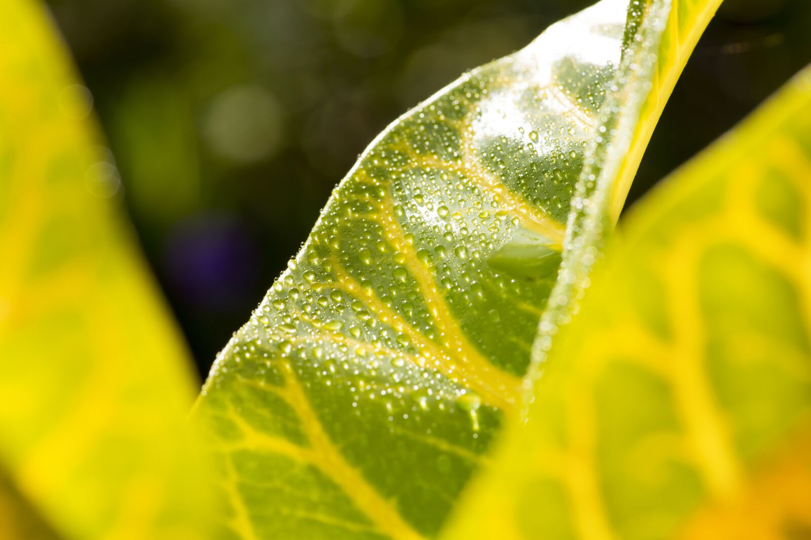 Nikon D4S sample photo. Leaf, macro photography, tropical photography