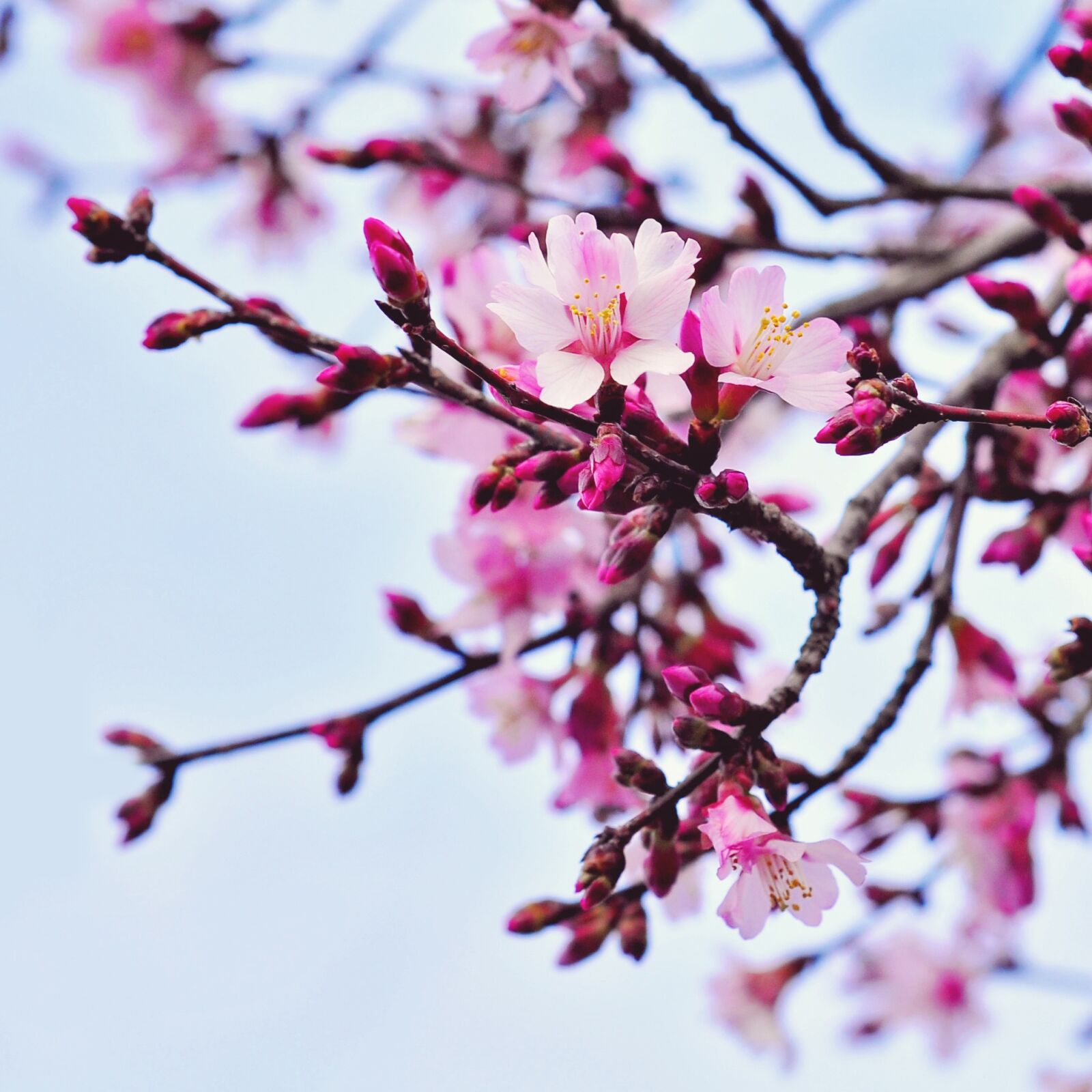 Nikon D90 sample photo. Cherry, flower, branch photography