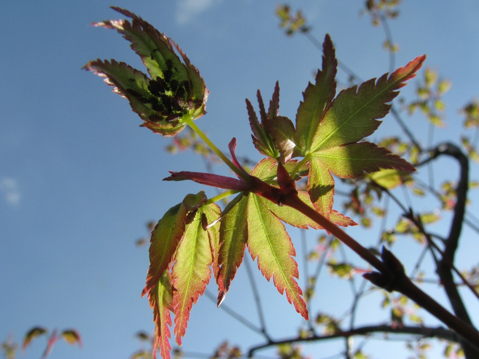 Canon POWERSHOT S5 IS sample photo. Spring, japanese maple, foliage photography