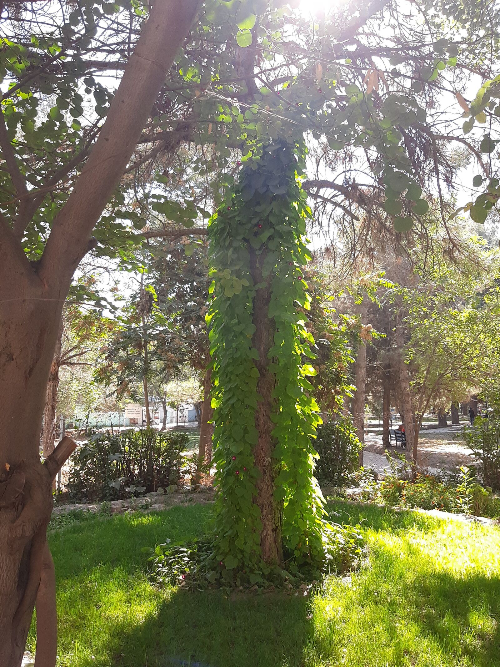 Samsung SM-A307FN sample photo. Tree, nature, herb photography