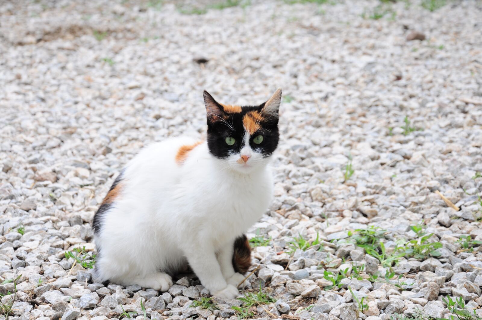 Nikon D90 sample photo. Cat, cat pictures, cat photography