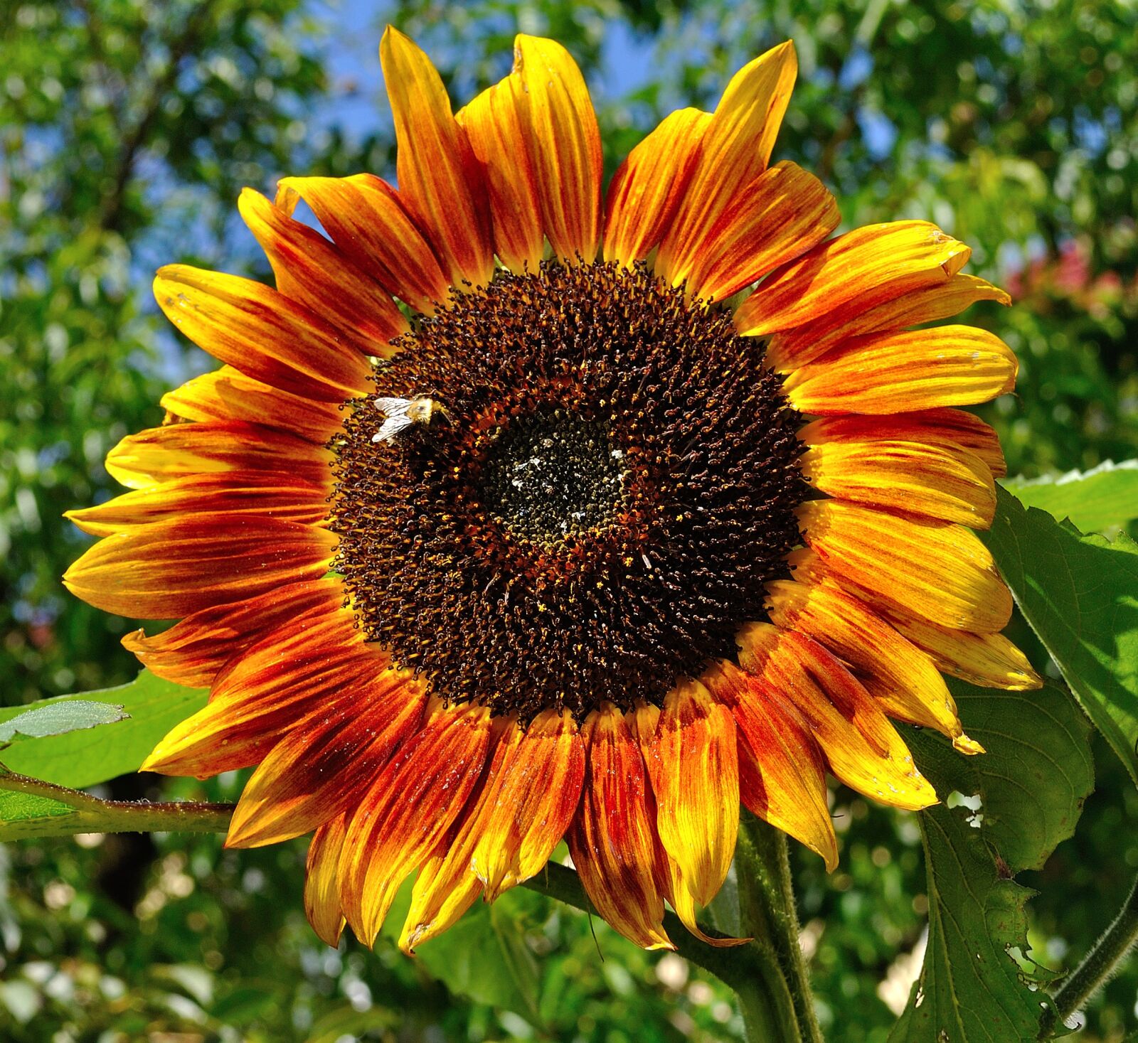 Nikon D5000 sample photo. Garden, summer, sunflower photography