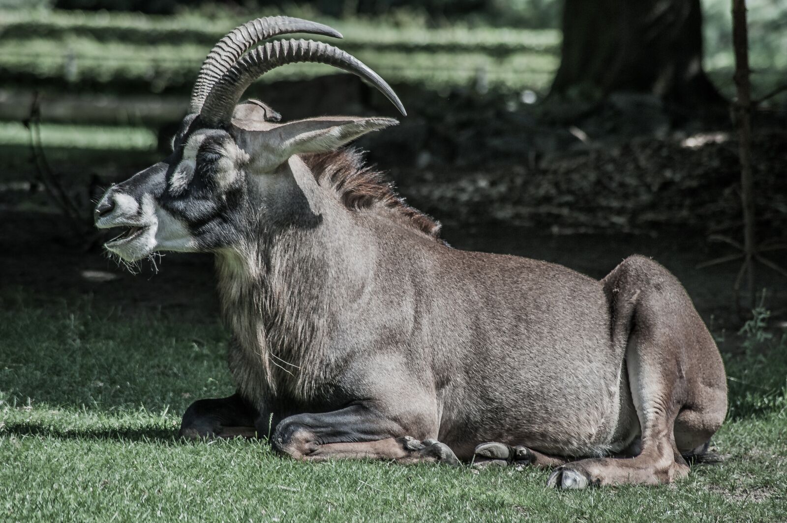 Nikon D700 sample photo. Horse antelope, horns, animal photography