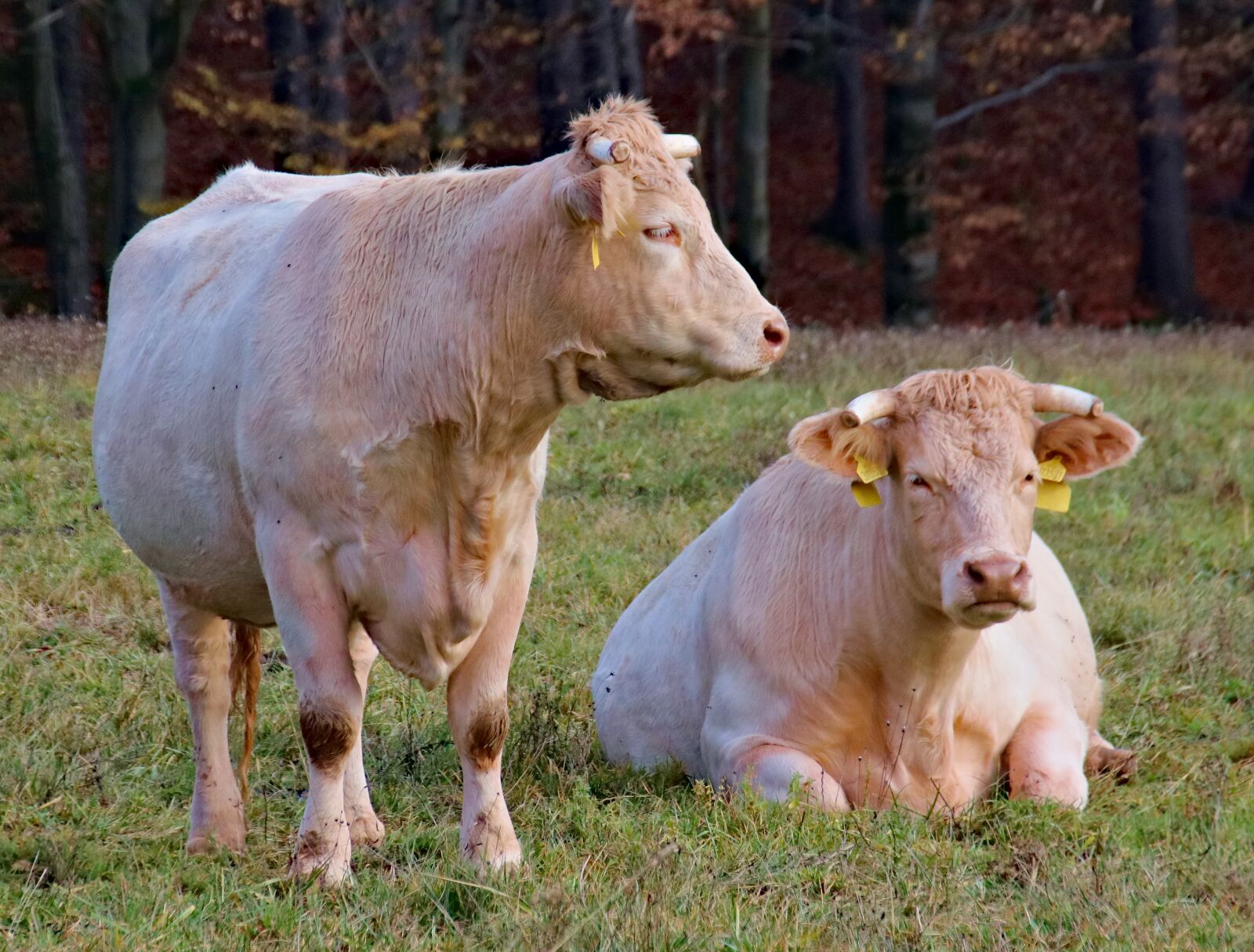 Canon EOS 77D (EOS 9000D / EOS 770D) sample photo. Cows, feast, ruminants photography