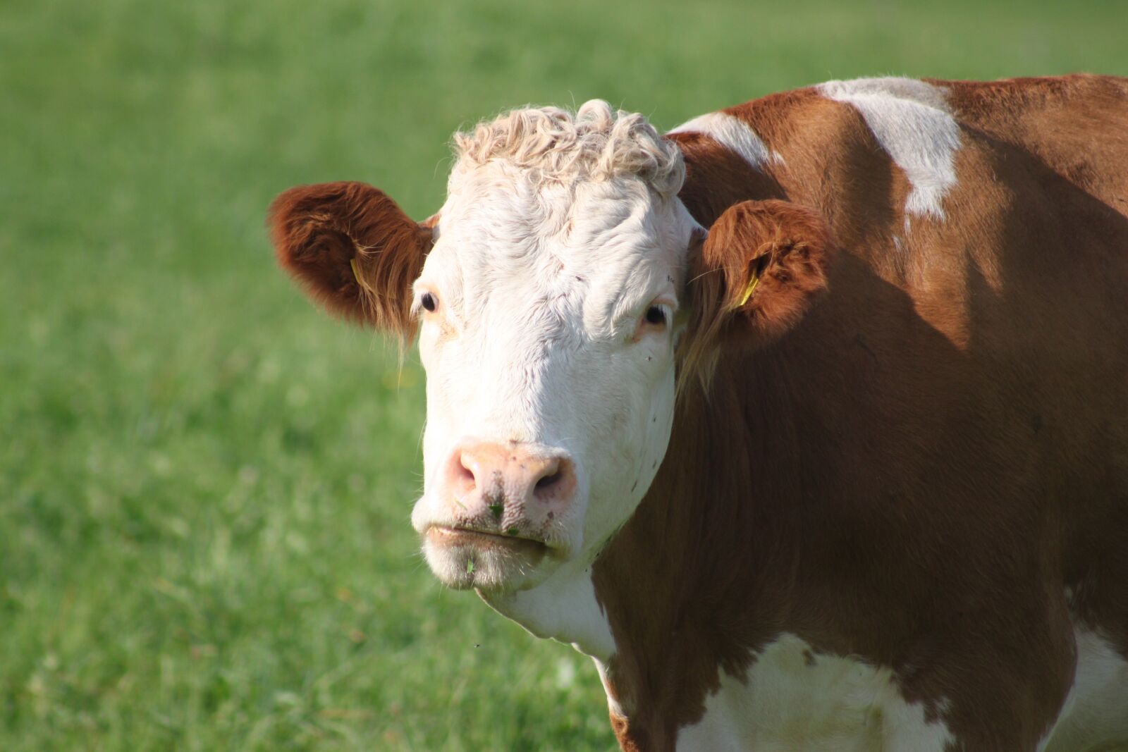 Canon EOS 500D (EOS Rebel T1i / EOS Kiss X3) sample photo. Cow, beef, milk cow photography