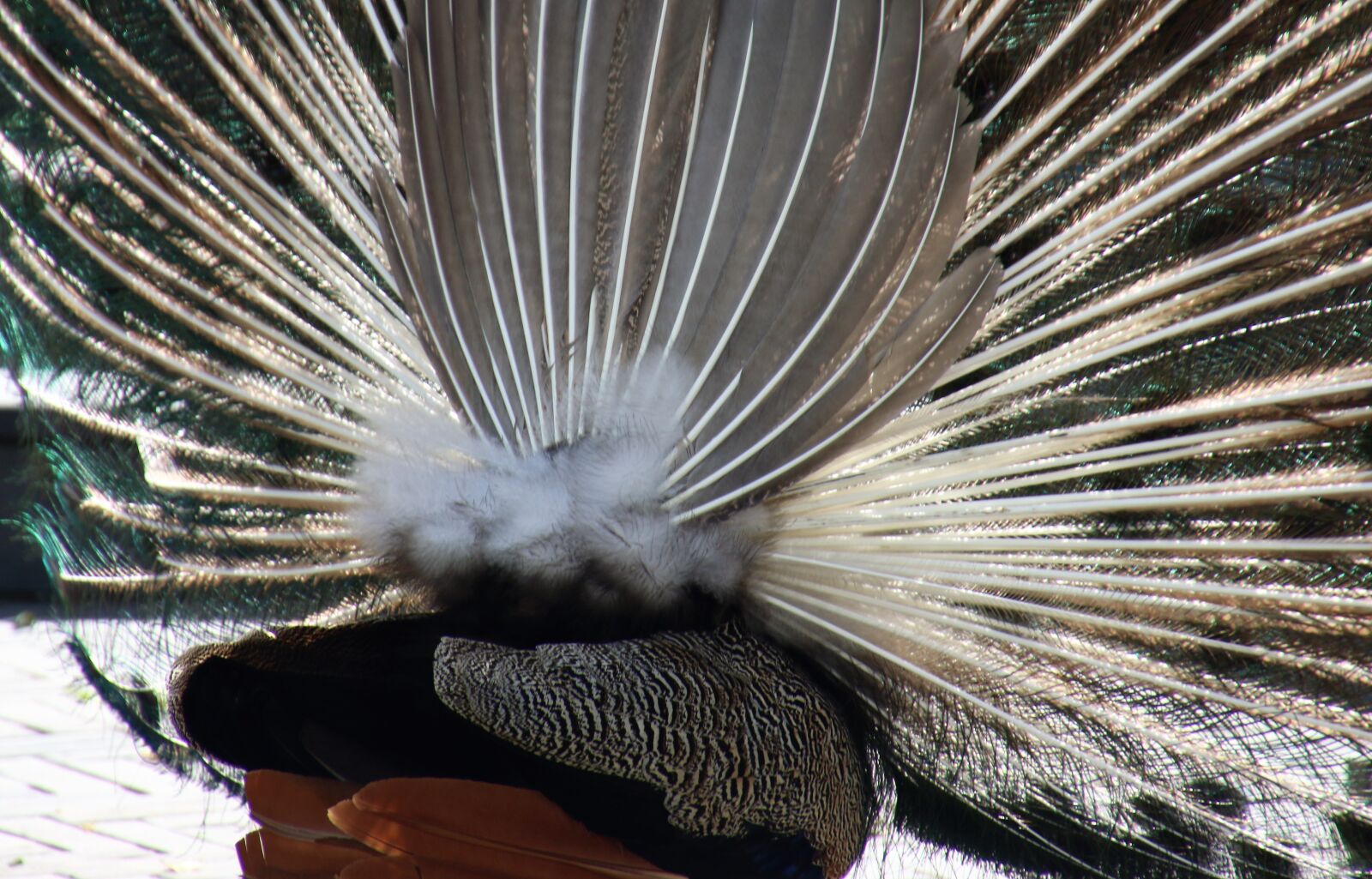 Canon EOS 7D Mark II sample photo. Animal, behind, bird, brown photography
