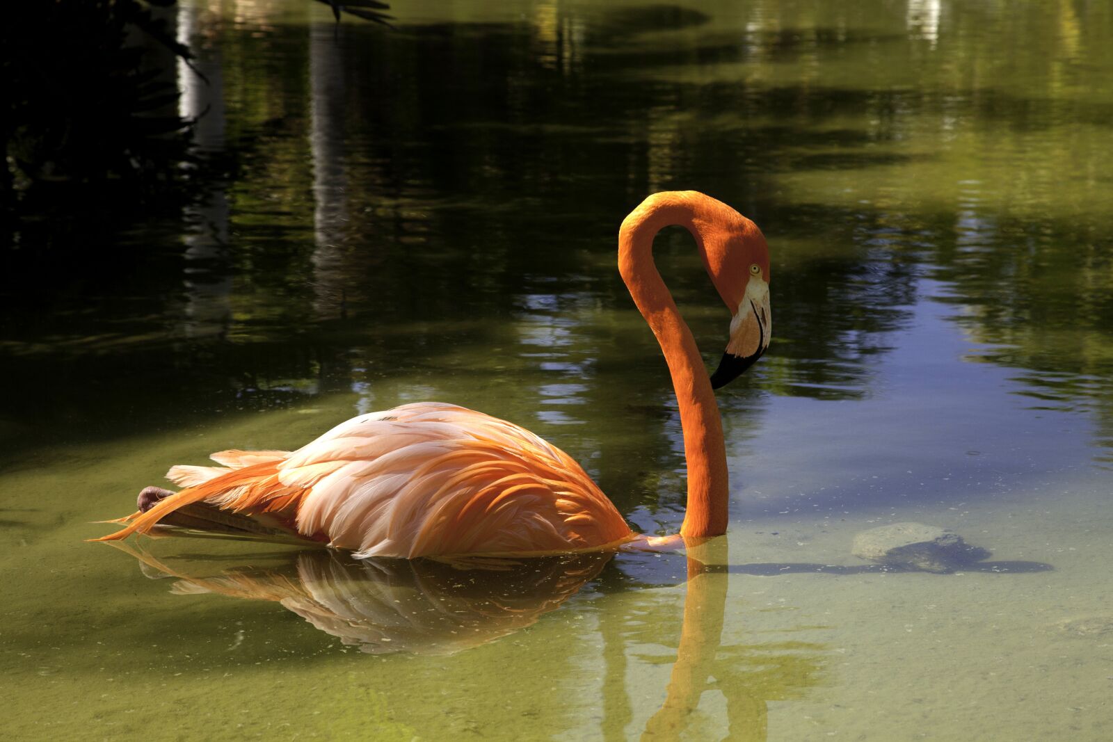 Canon EOS 5D Mark II sample photo. Flamingo, pink, bird photography