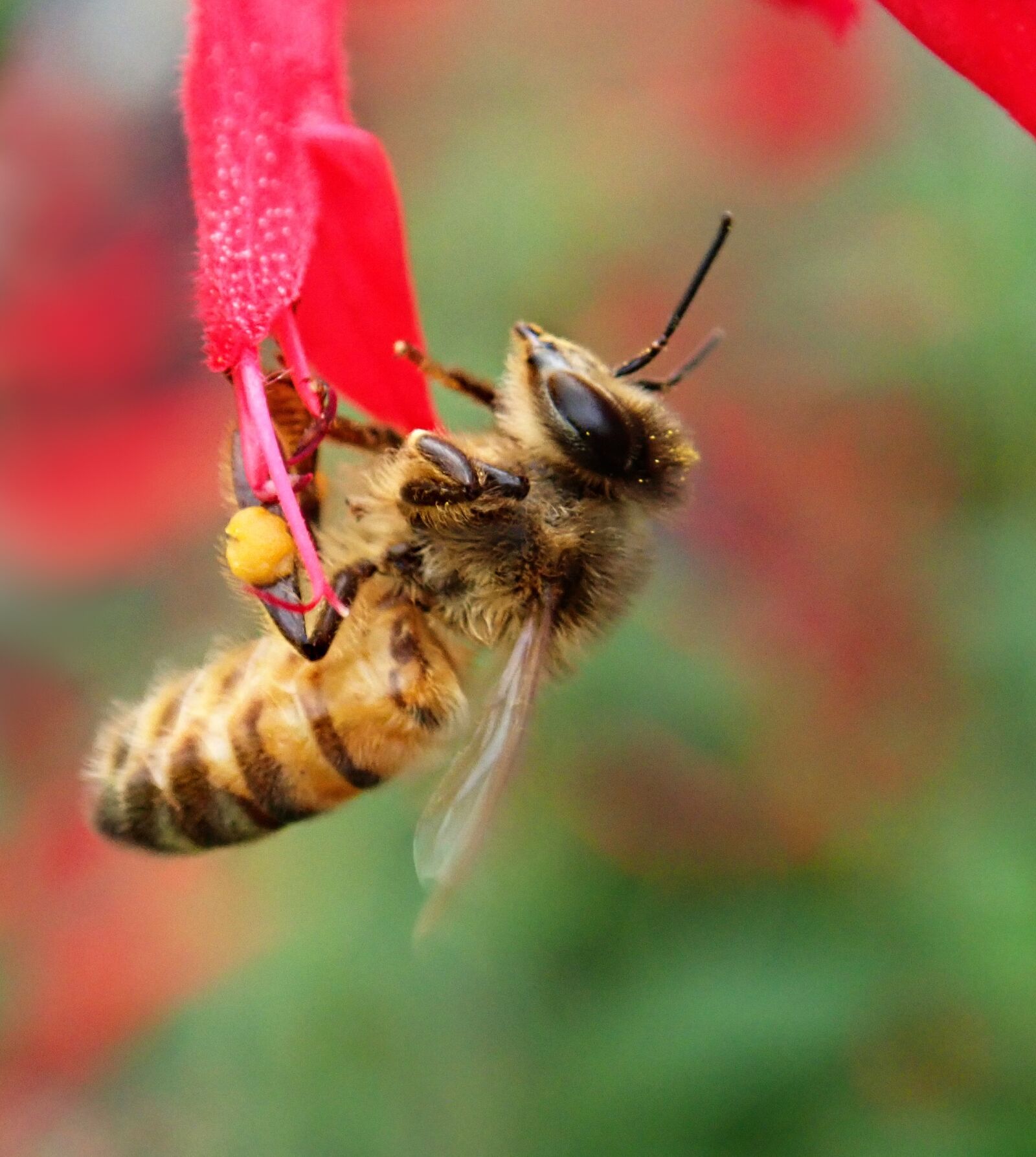 Olympus TG-5 sample photo. Bee, insect, pollen photography