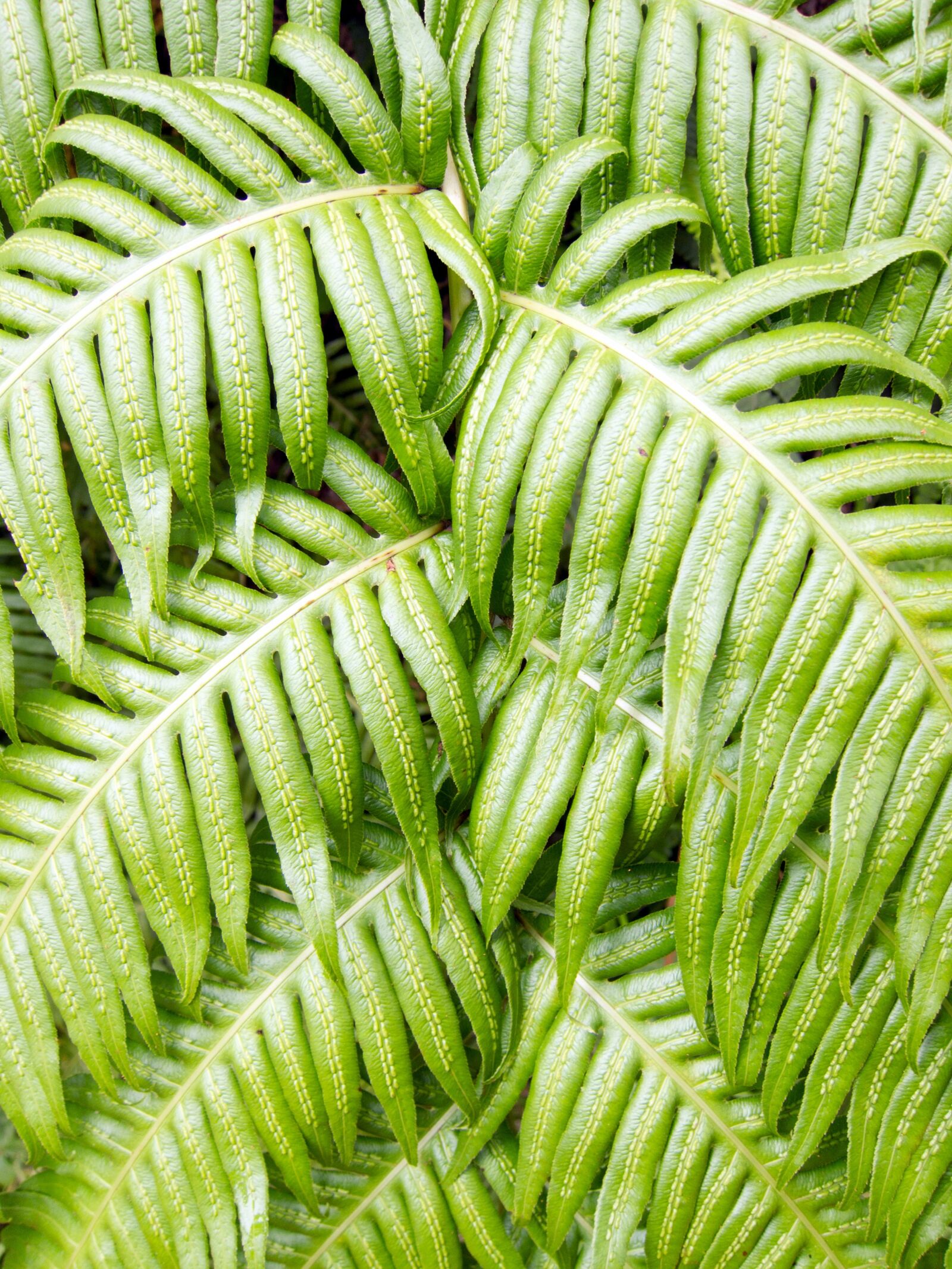 Canon PowerShot S90 sample photo. Leaf, plant, fern photography