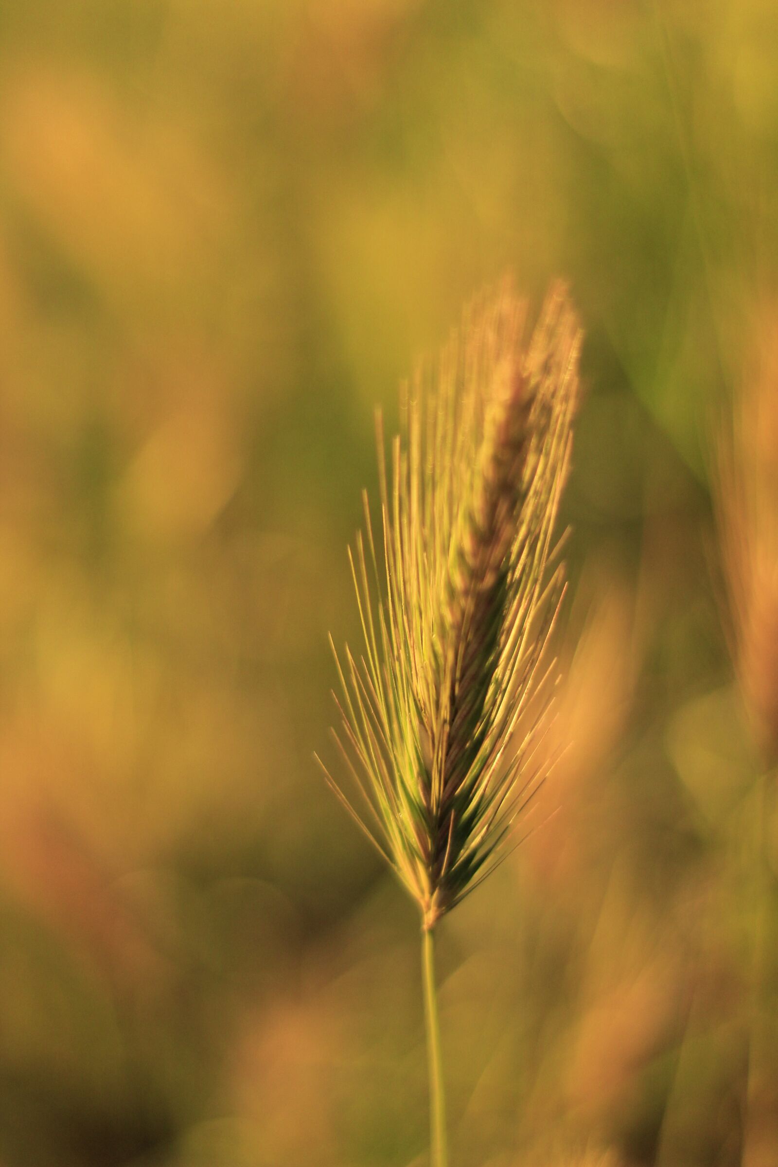 Canon EOS 1200D (EOS Rebel T5 / EOS Kiss X70 / EOS Hi) + Canon EF 50mm F1.8 II sample photo. Wheat, nature, cereals photography