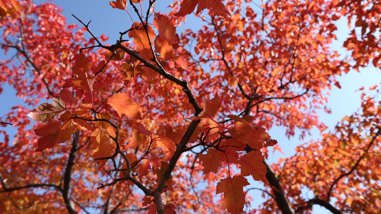 Canon EOS M6 sample photo. Autumn, color, colorful, leaves photography