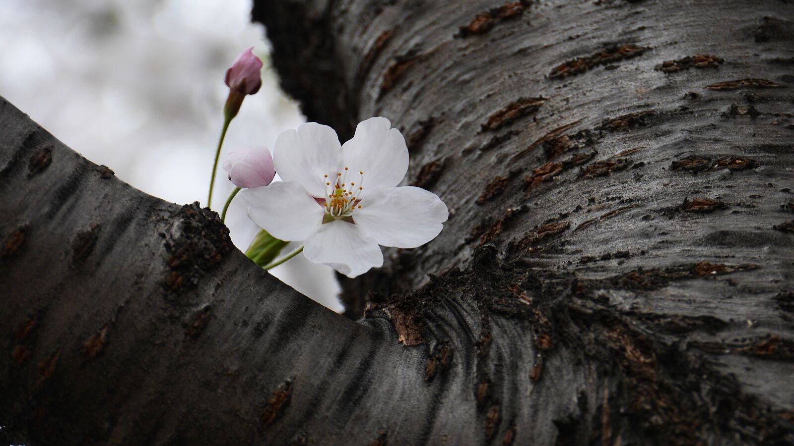 Panasonic Lumix DMC-GH3 sample photo. Cherry flowers, nature, plants photography