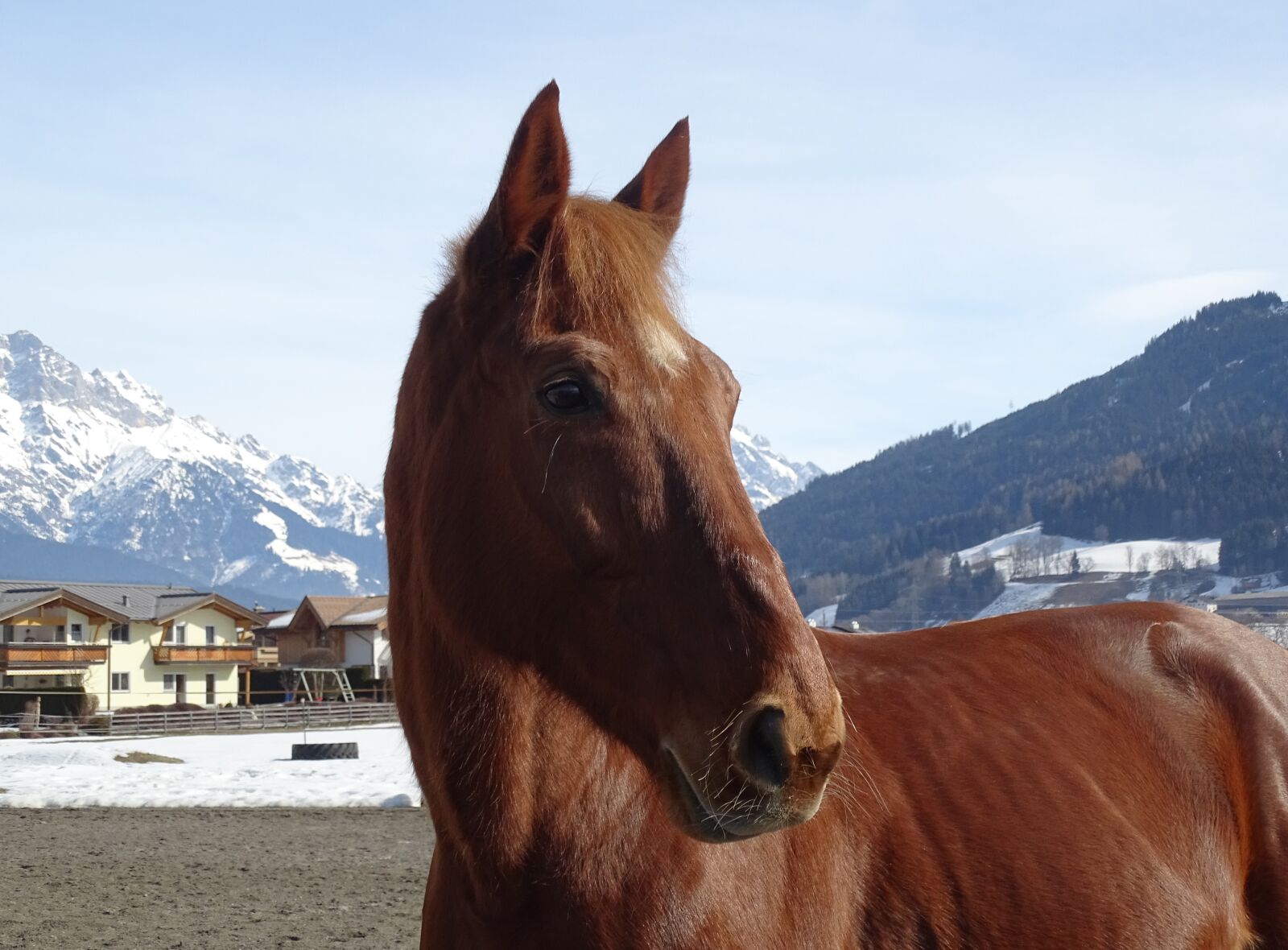 Sony Cyber-shot DSC-HX400V sample photo. Horse, fuchs, snow photography