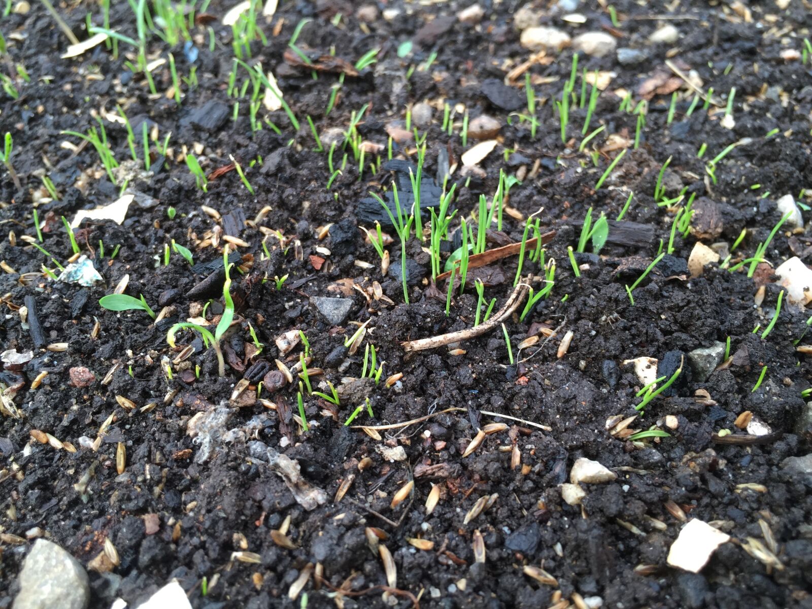 Apple iPhone 6 sample photo. Germ, thumb, earth photography