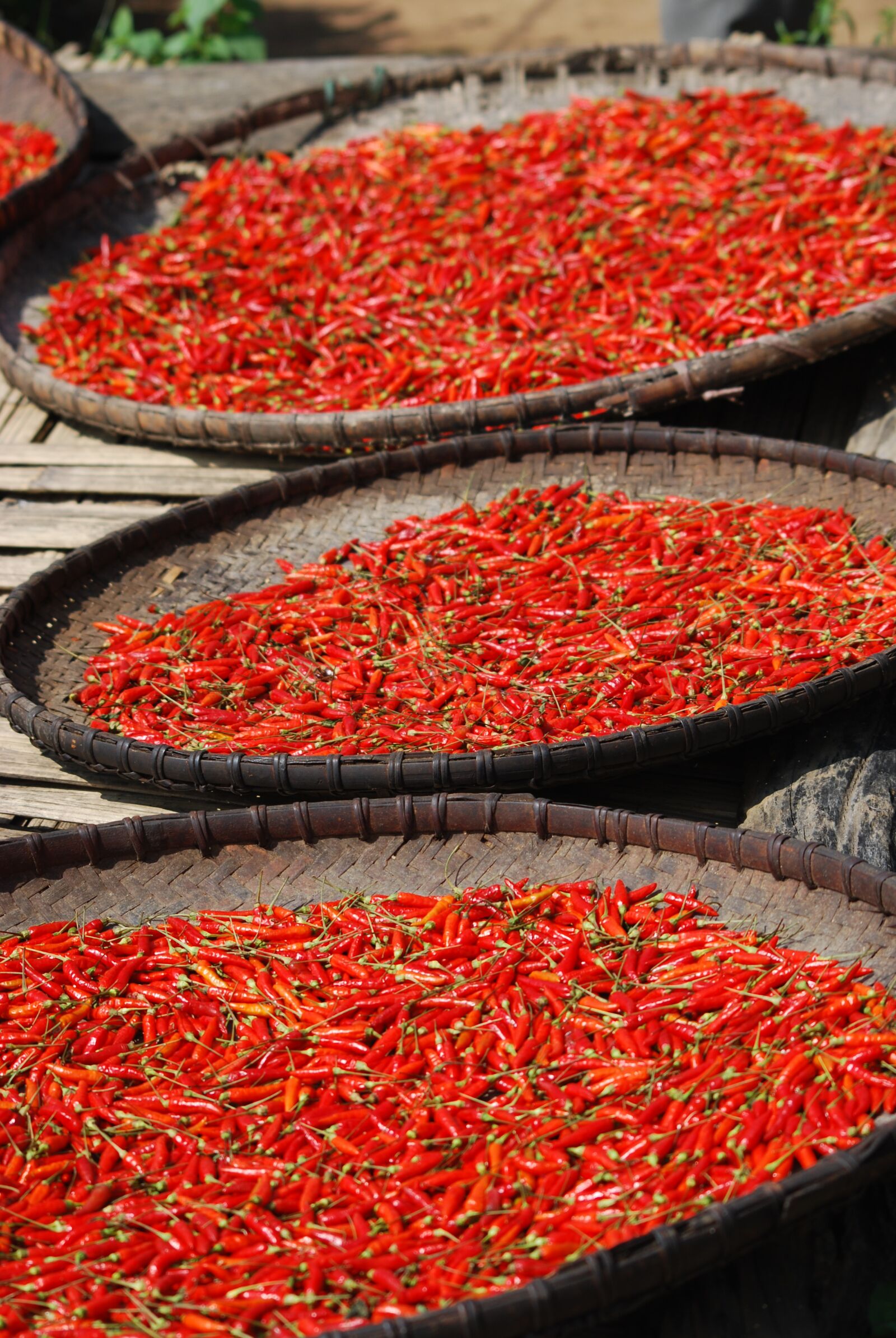Nikon D60 sample photo. Fresh chilli, red, dried photography