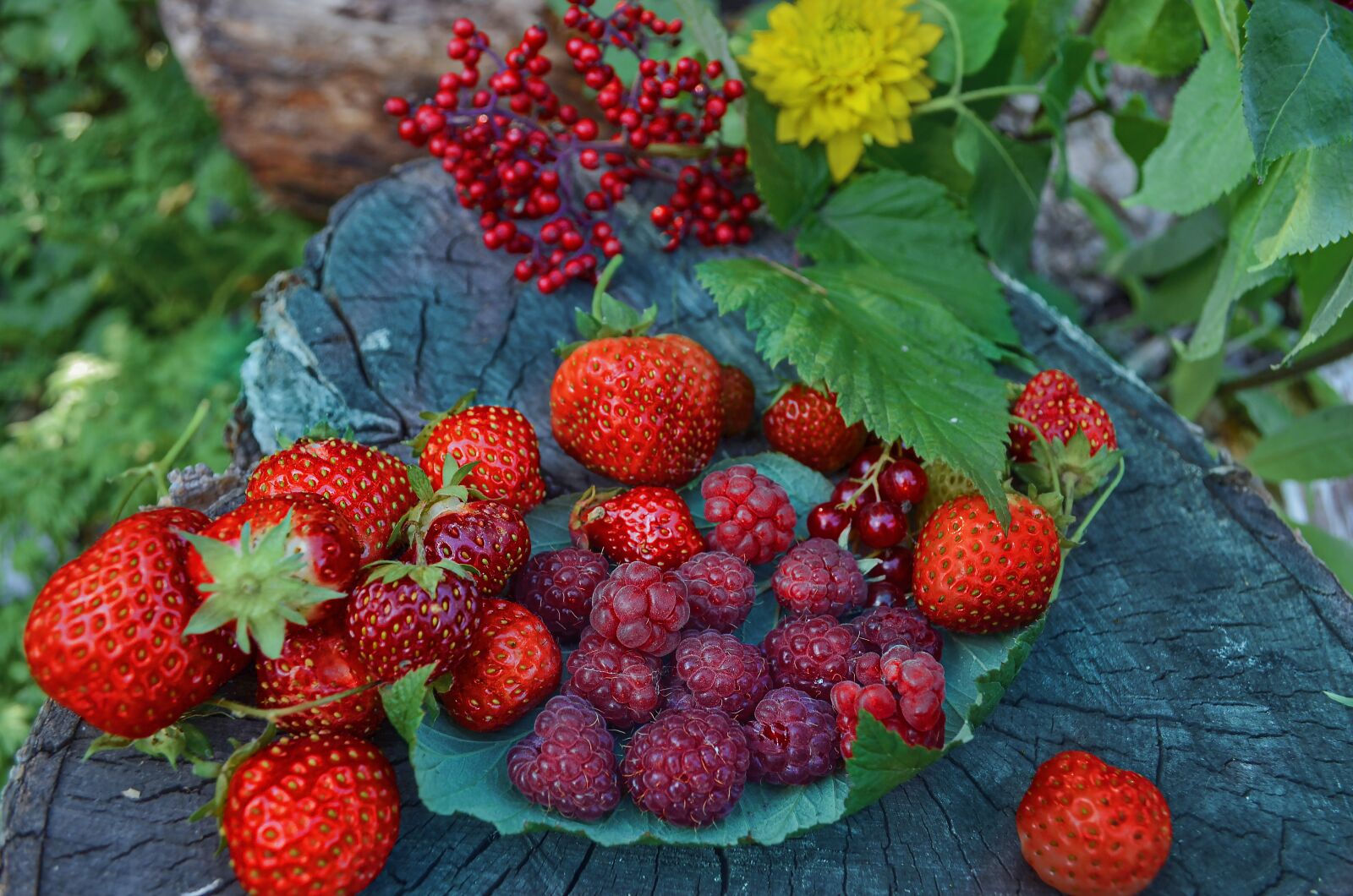 Nikon D5100 sample photo. Berry, autumn, raspberry photography