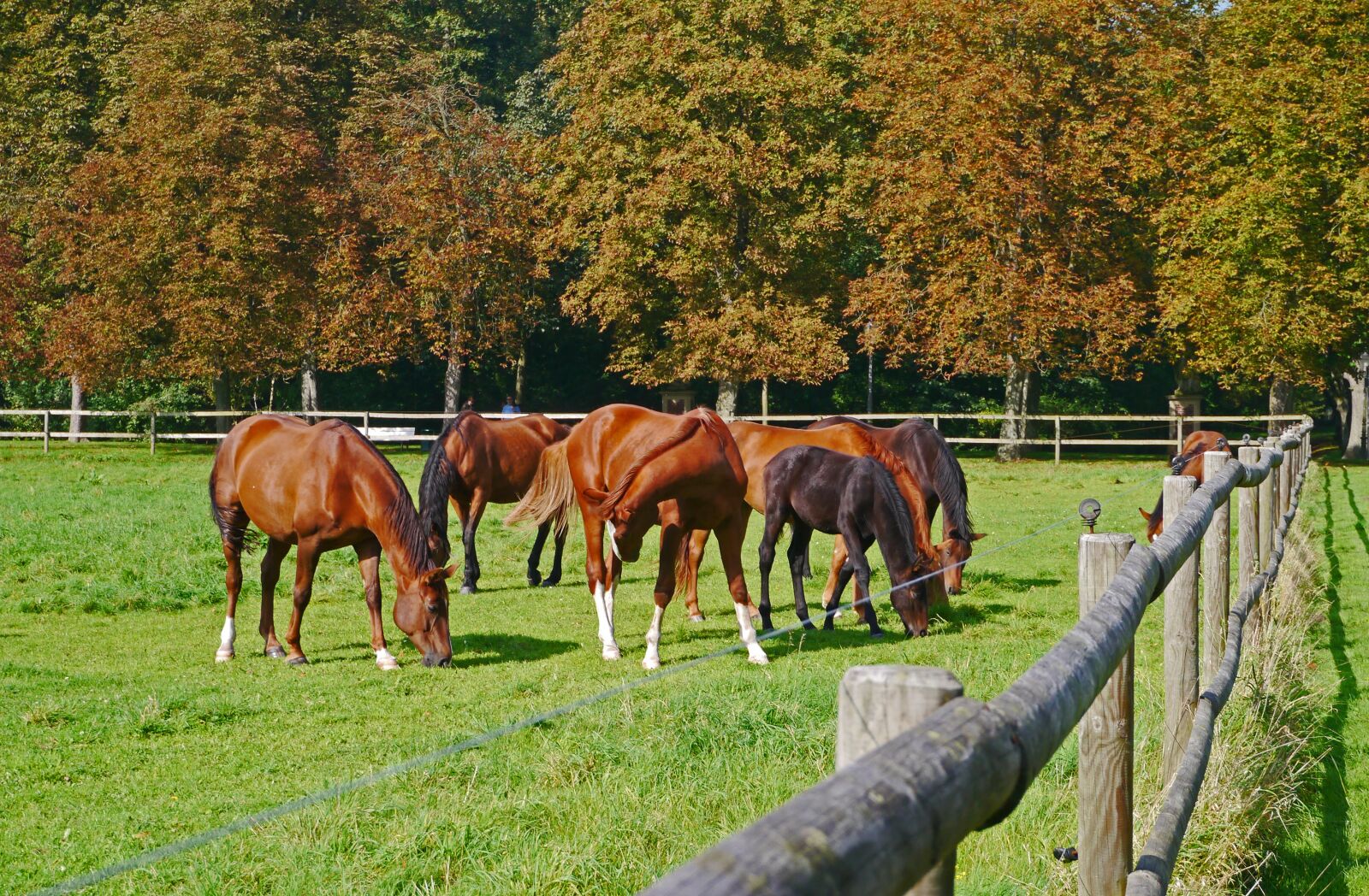 Panasonic Lumix DMC-GX1 sample photo. Autumn, coupling, horses photography