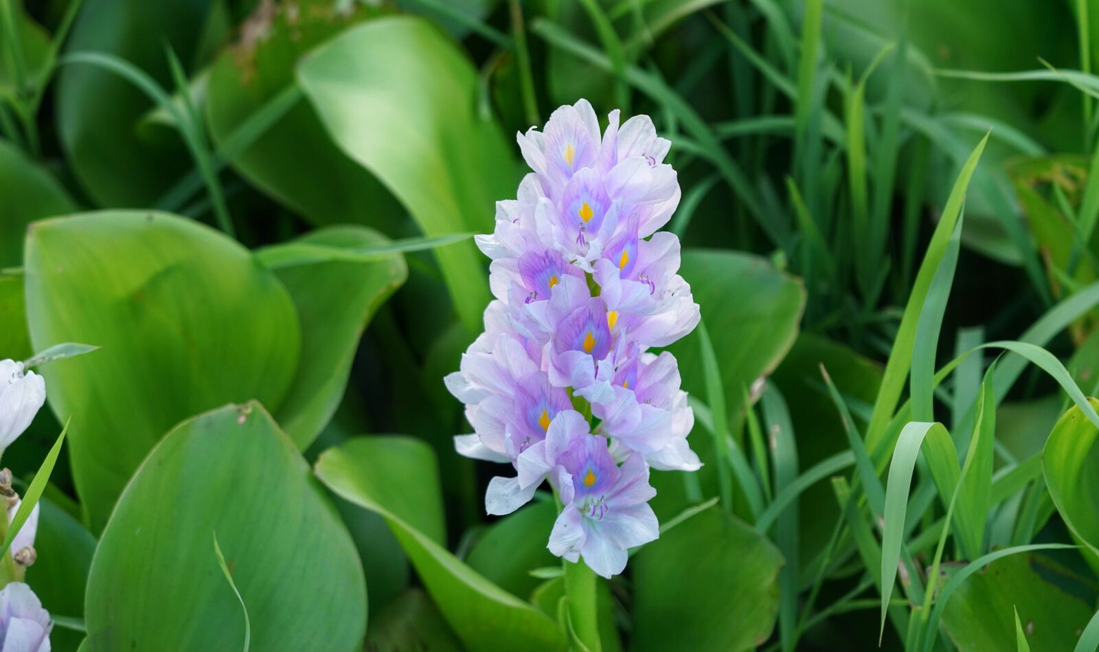 Sony a7R II sample photo. Water hyacinth, hyacinth, flower photography