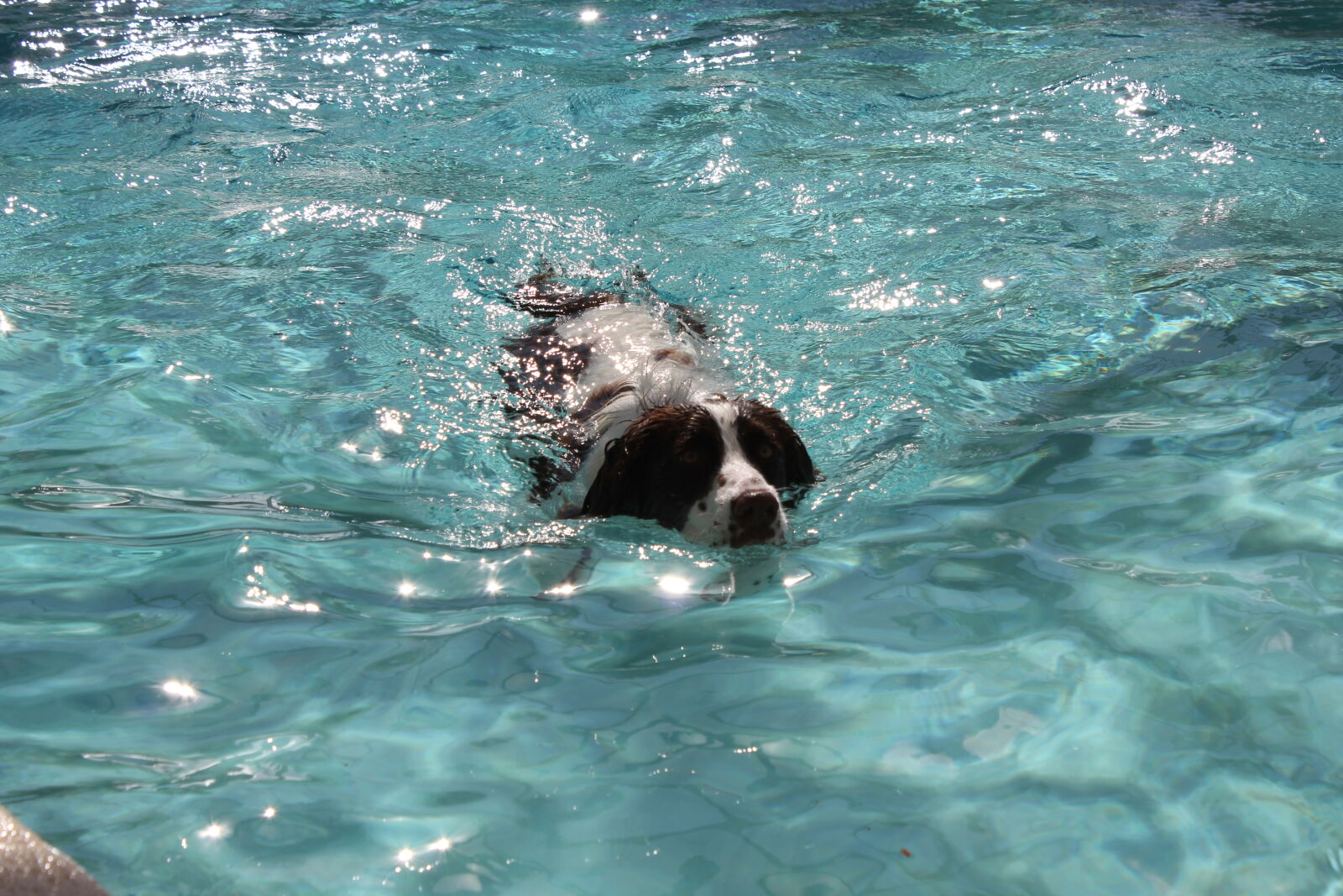 Canon EOS 550D (EOS Rebel T2i / EOS Kiss X4) sample photo. Dog, swimming, wet, dog photography