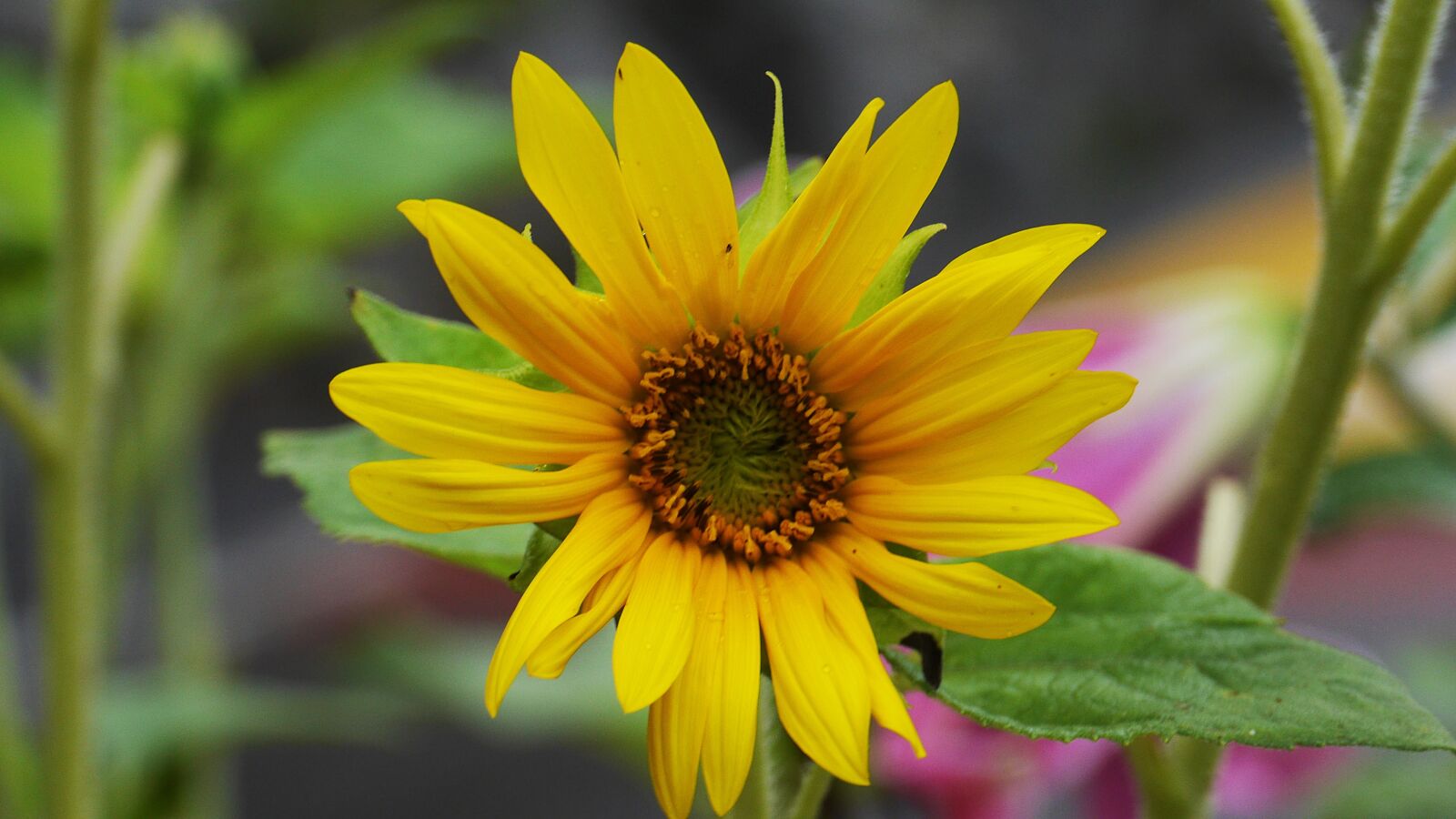 Panasonic Lumix DMC-GH3 sample photo. Flowers, abstract, nature photography