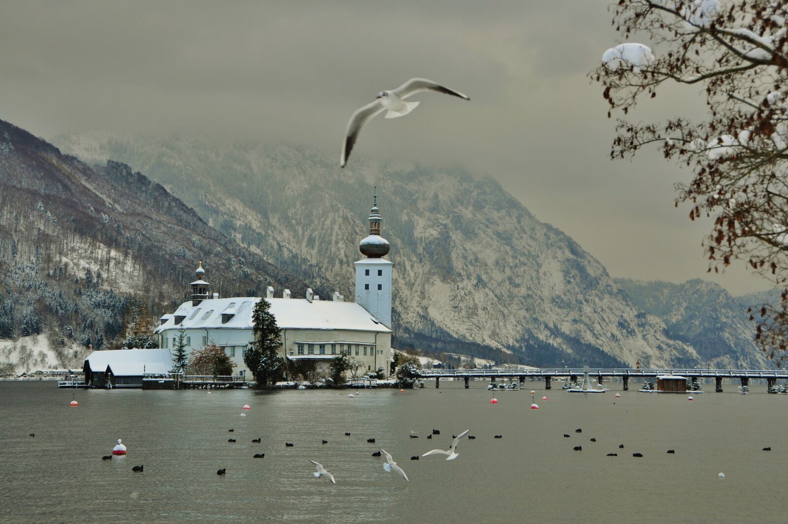 Nikon D90 sample photo. Castle orth, winter, seagull photography