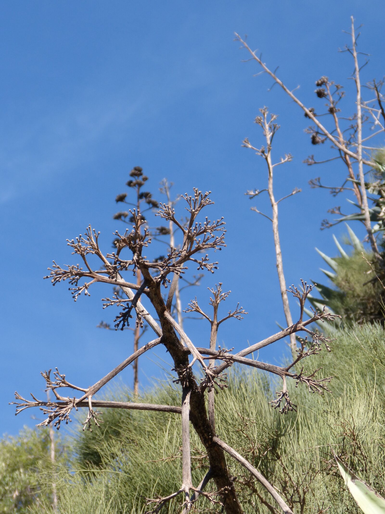 Panasonic DMC-FZ62 sample photo. Cactus, sky, blue photography