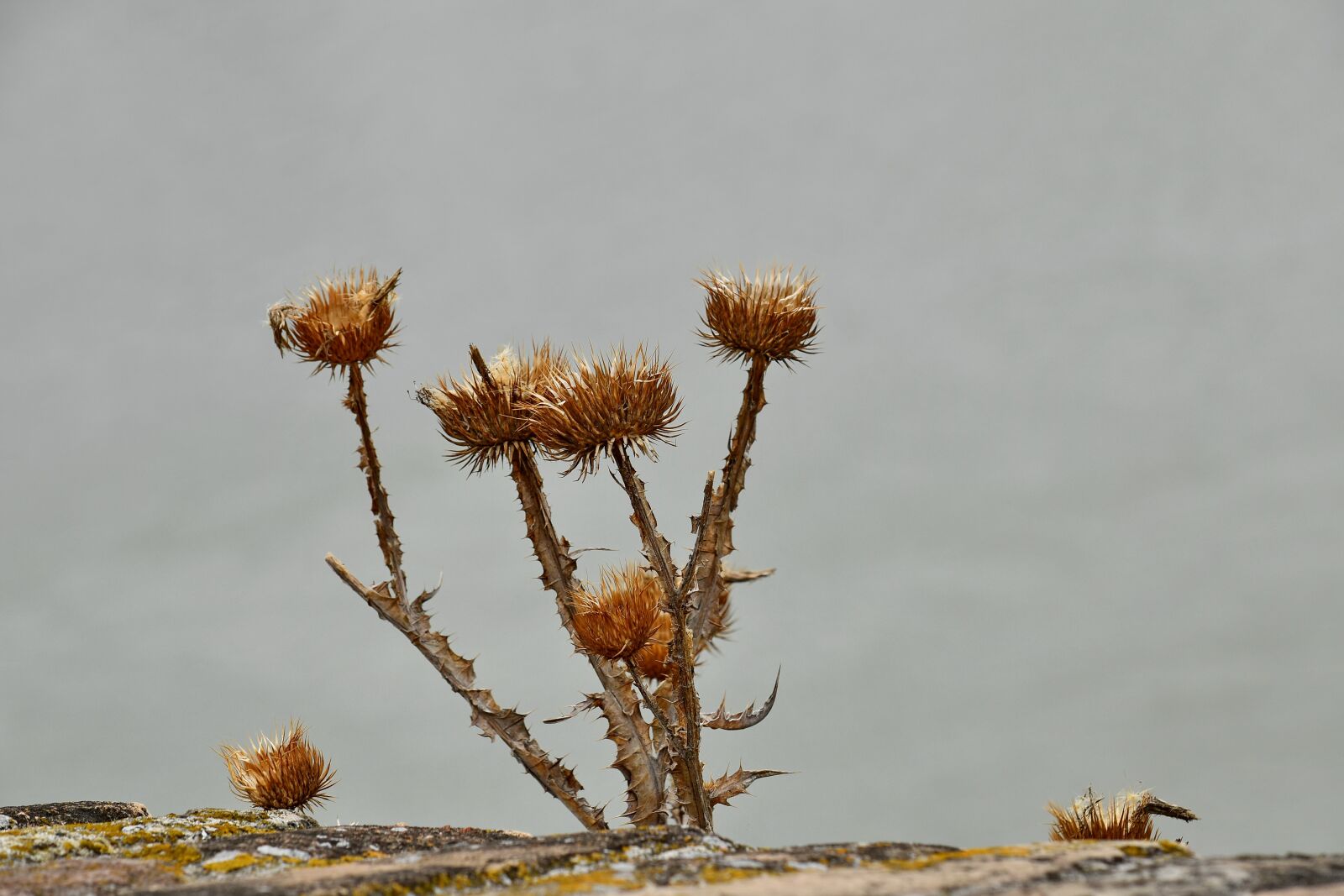 Nikon D5500 sample photo. Dry season, herb, nature photography