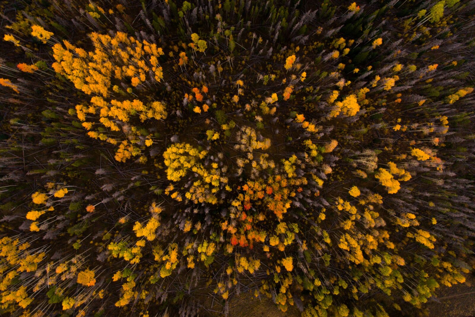 DJI FC330 sample photo. Bright, close-up, color photography