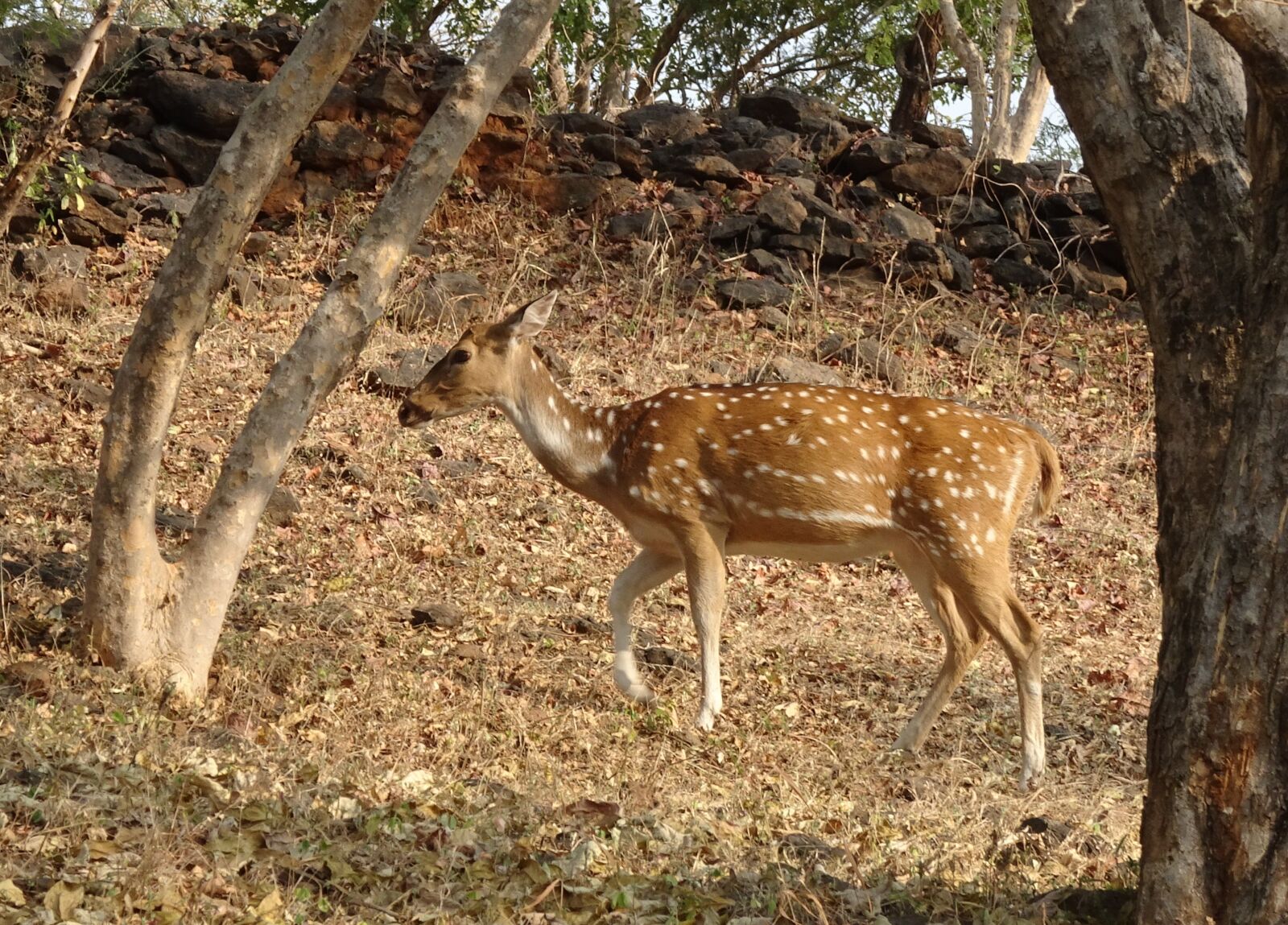 Sony Cyber-shot DSC-HX90V sample photo. Spotted deer, chital, doe photography